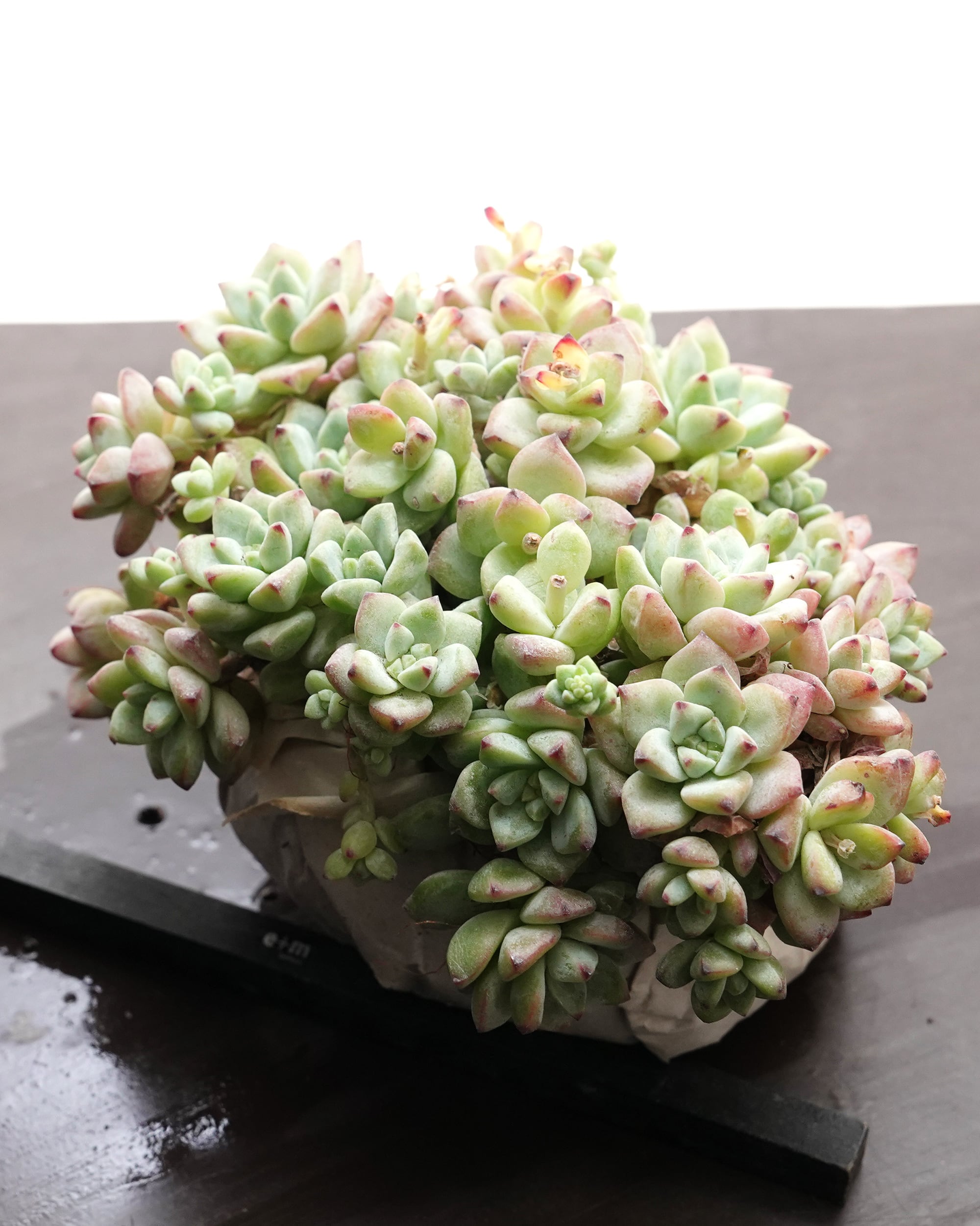 抜き苗 ハオルチア エメラルドLED錦 Haworthia 'Emerald LED