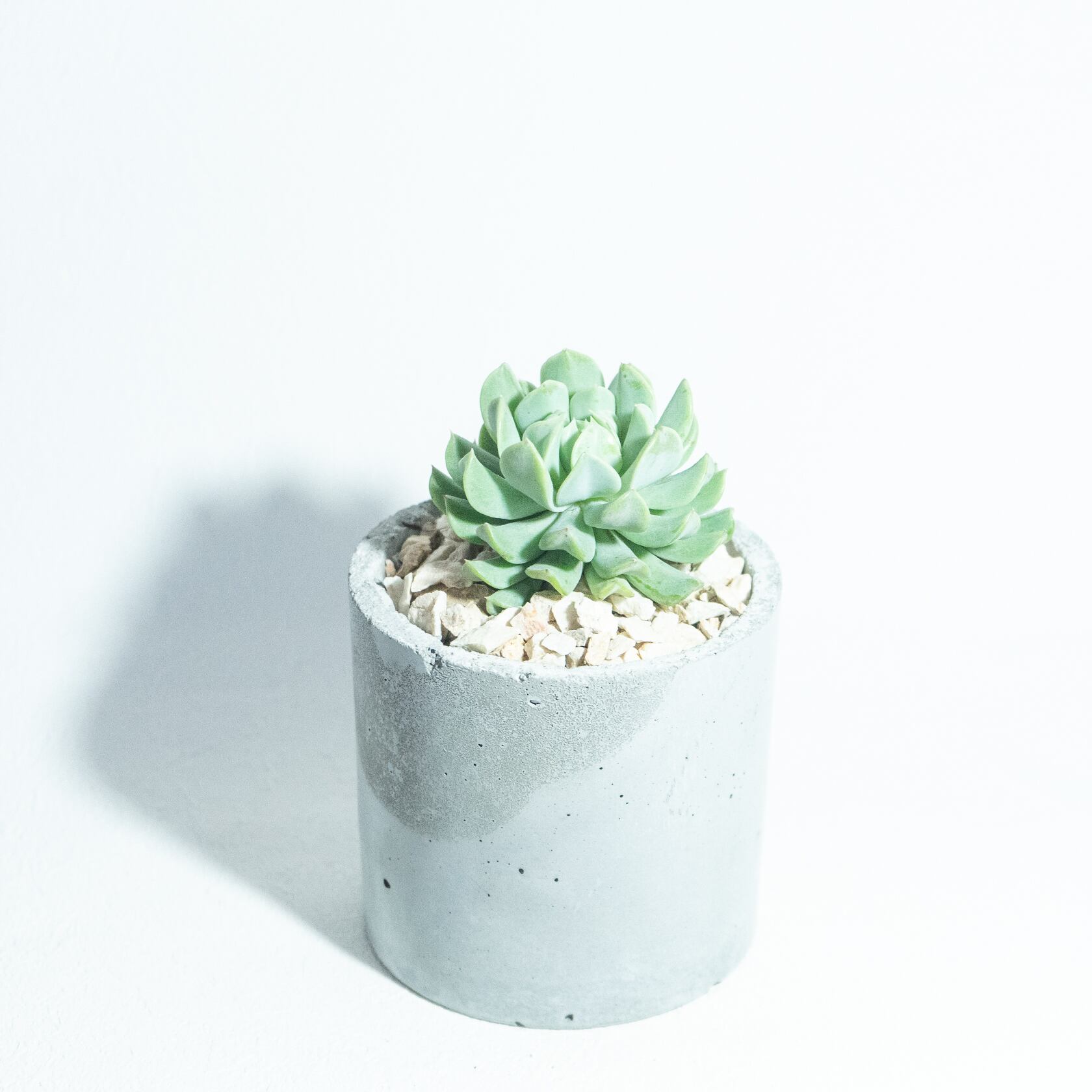 ＼送料無料／≪ 多肉植物 ≫室内管理もオッケーなエケベリア・トップスレンダーの鉢植え｜シンプルでお部屋を選ばない手作りモルタル鉢