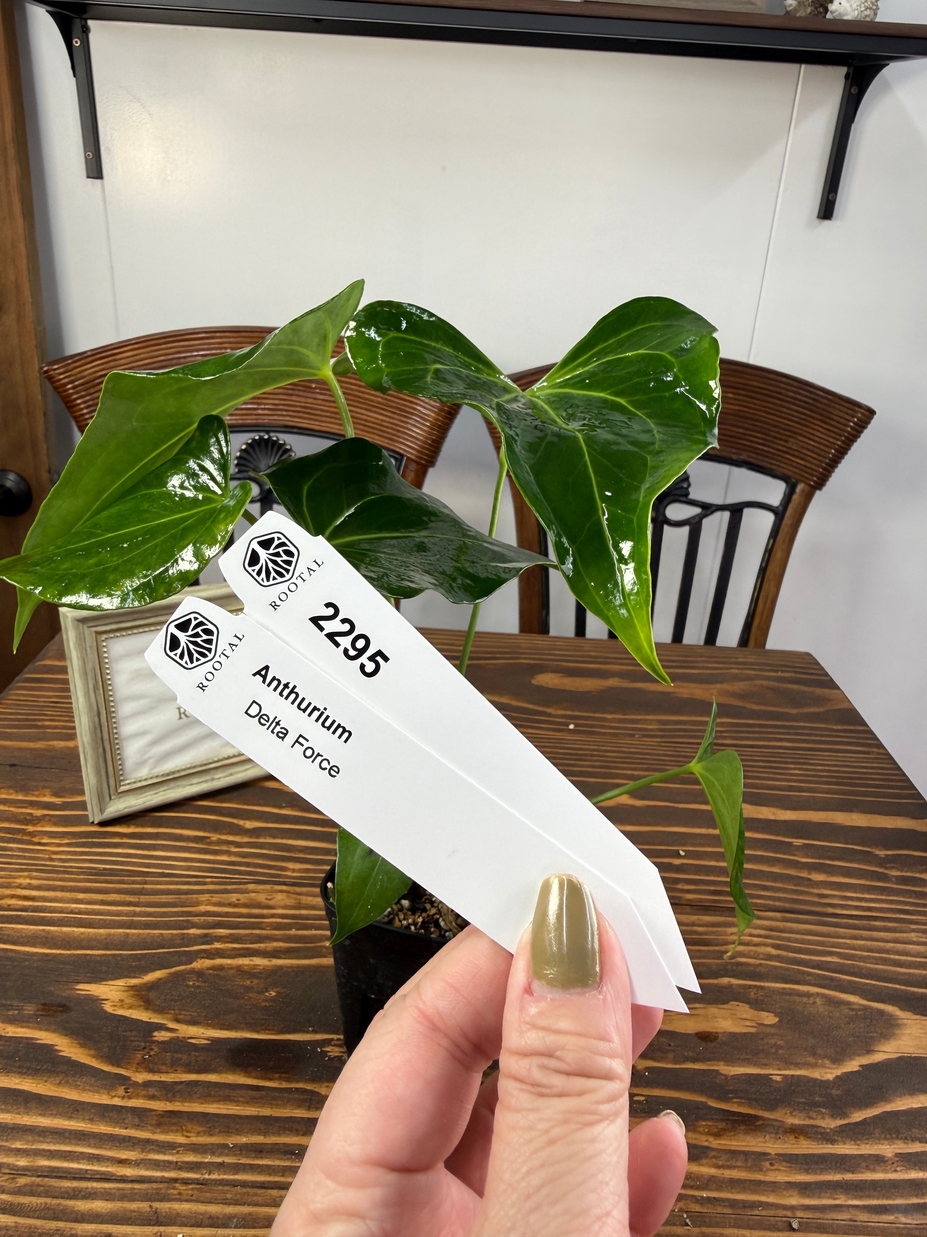 ★2295【上品さを感じるひと株】アンスリウムデルタフォース(75㎜ロングポット)