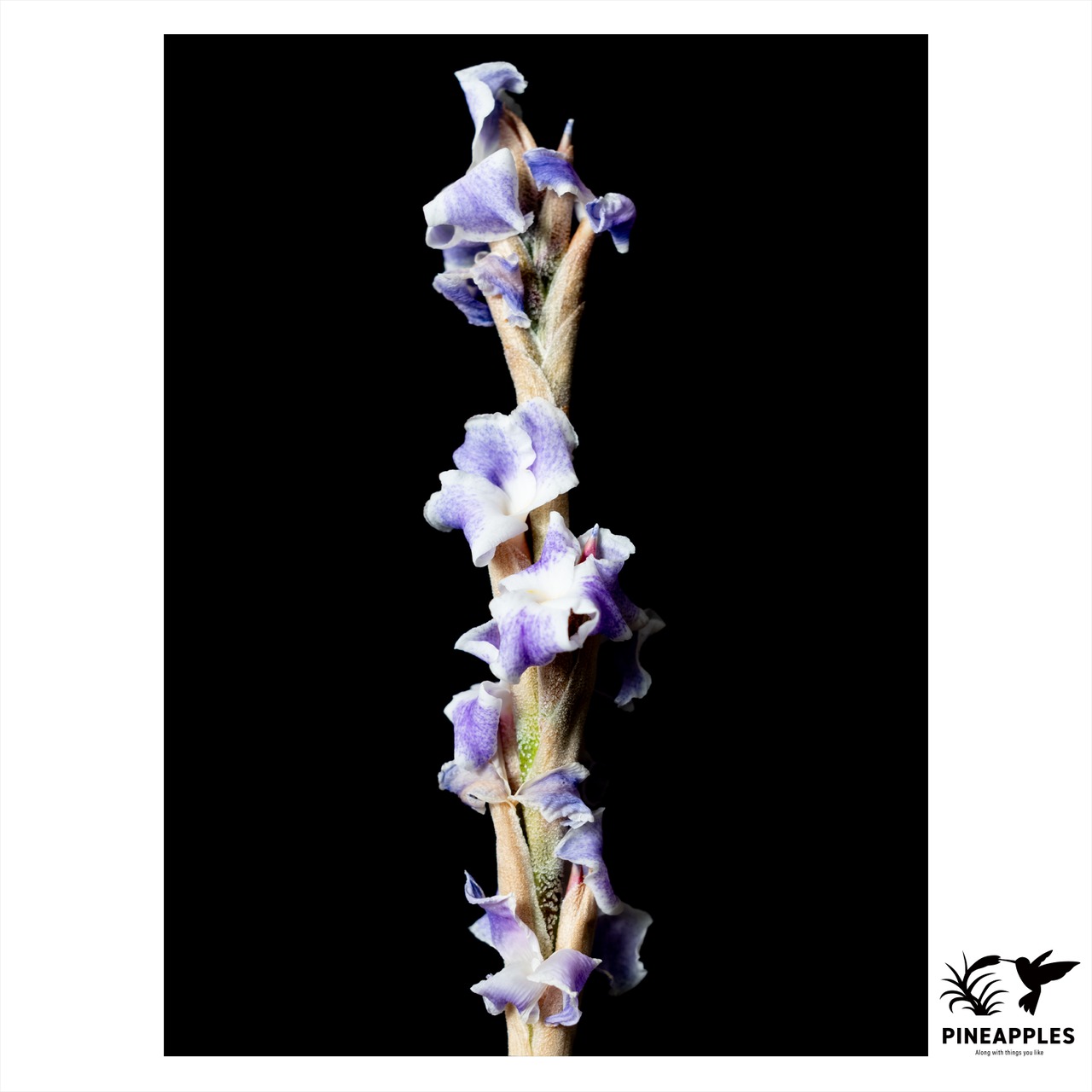 Tillandsia duratii var. duratii (Alt. 800m Catamarca Argentina.) - 1