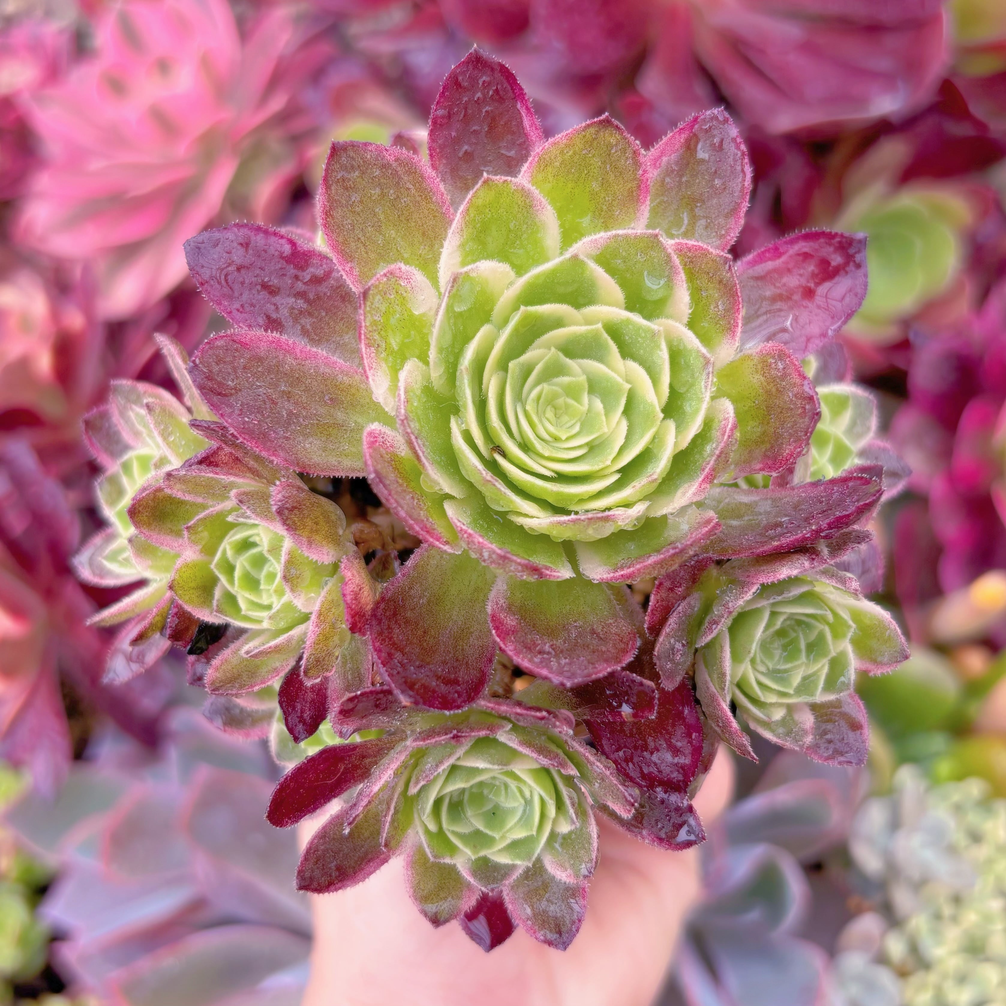 現品　海王#A73　群生　新入荷　るる農園