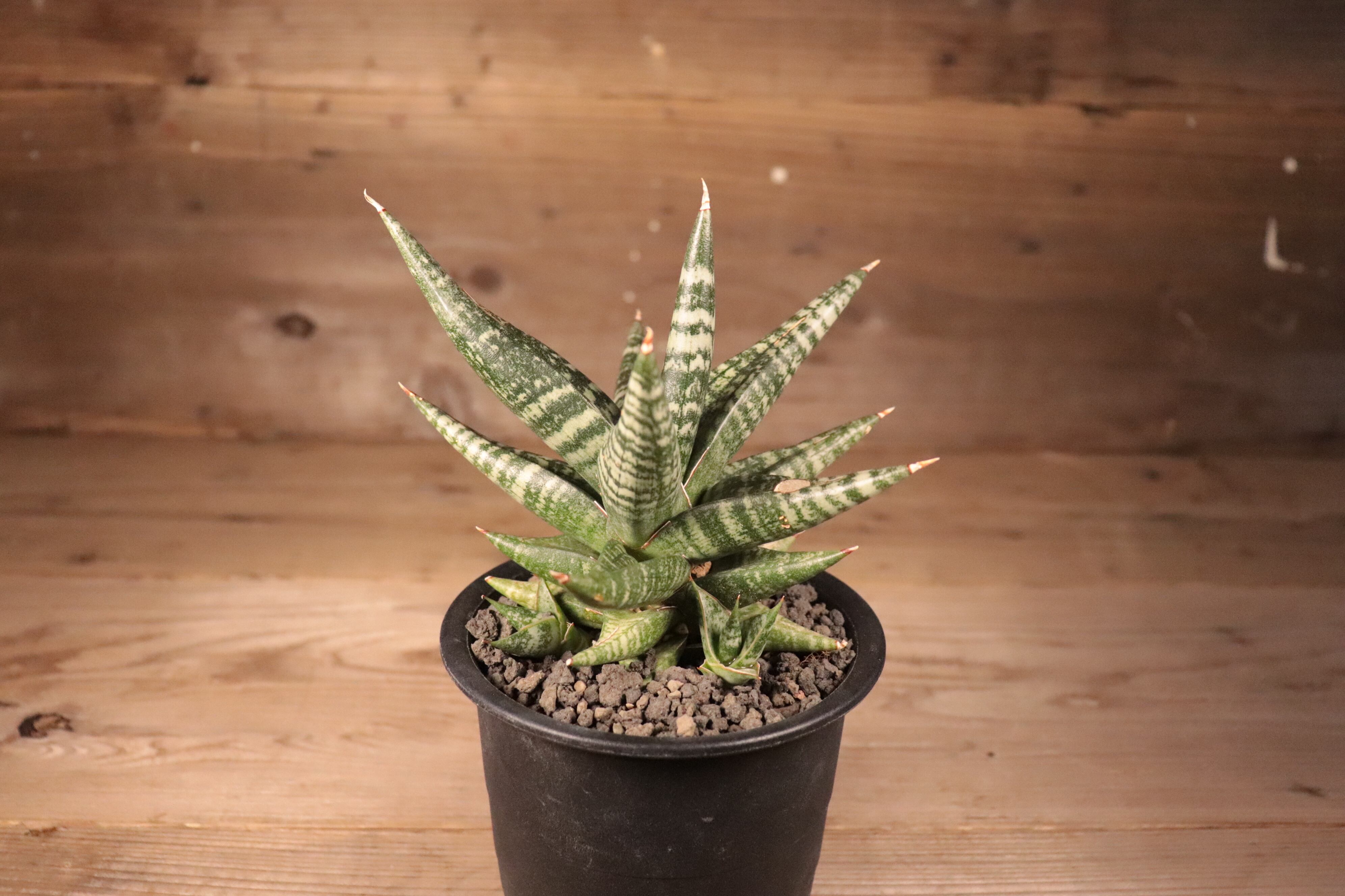 送料無料】Sansevieria 'Black Diamond'〔サンスベリア〕現品発送S0012