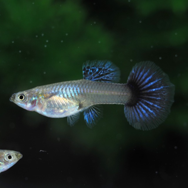 【専用】上物プラチナブルードラゴン　3ペア