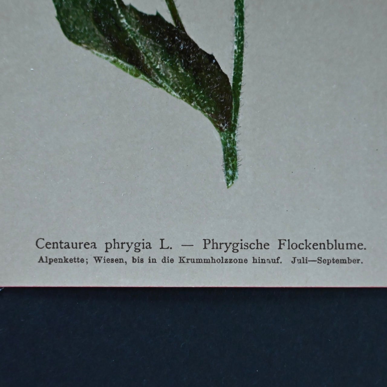 Book Paper / ブックペーパー【A】 〈洋書・植物図鑑・ボタニカル