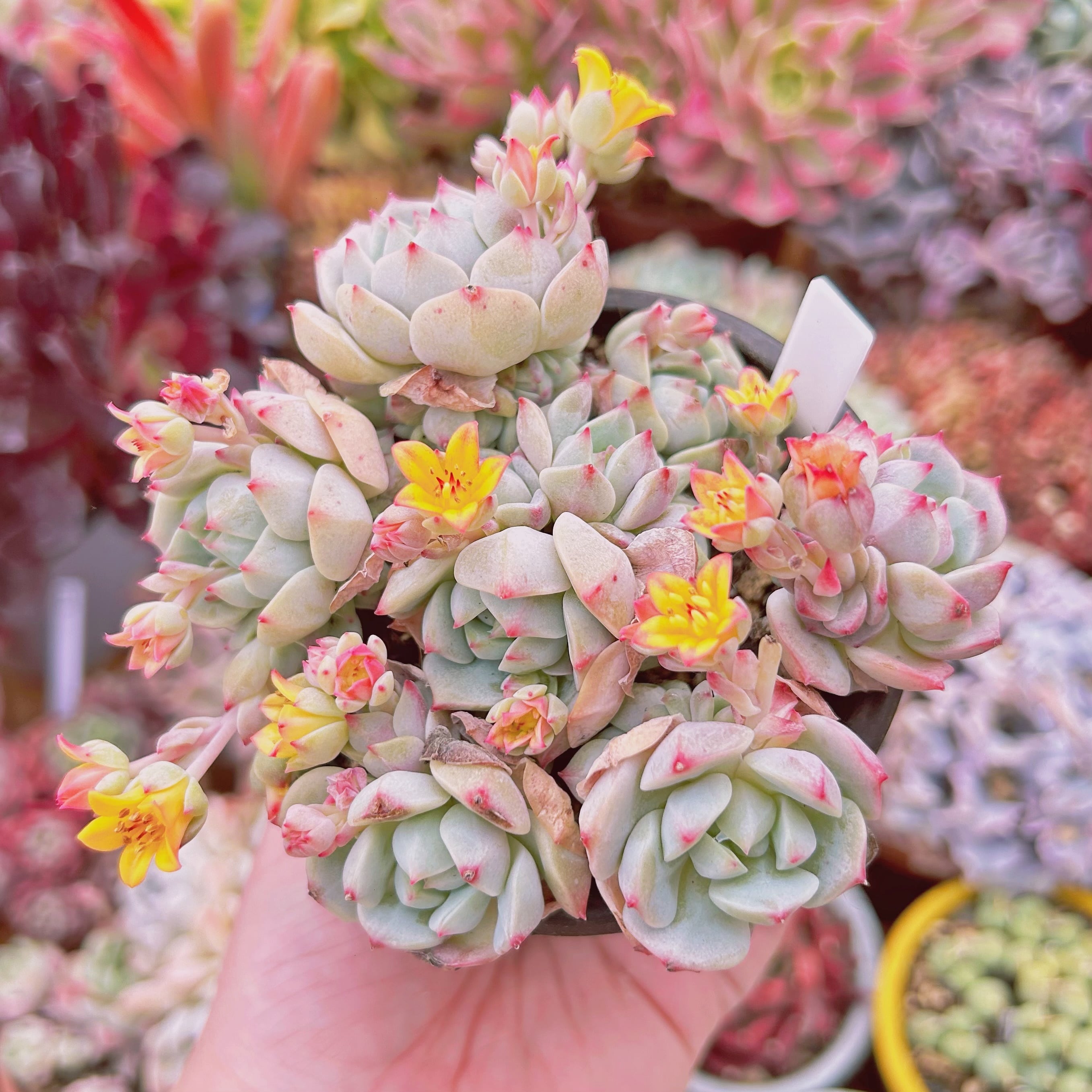 多肉植物　桜花　7頭以上