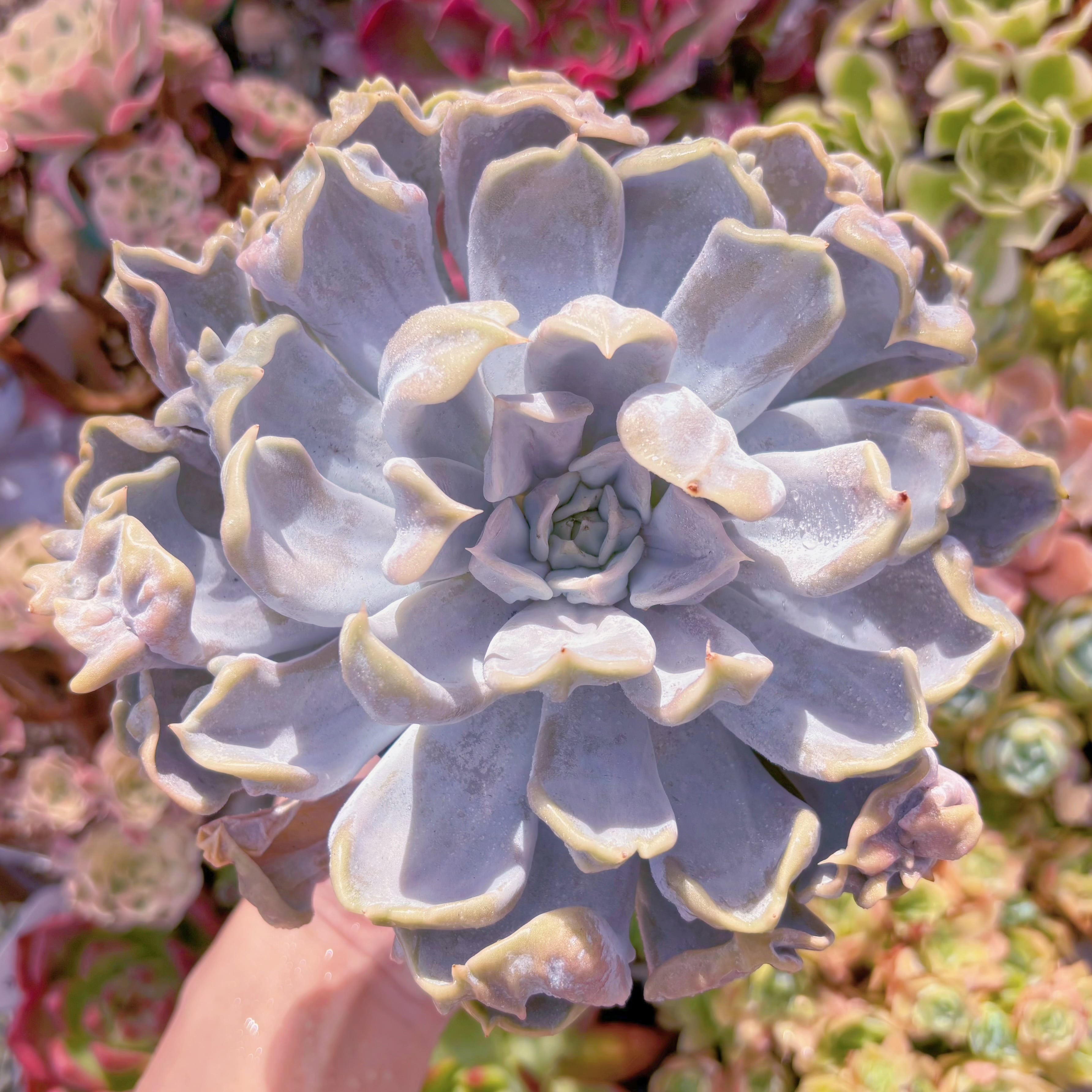 現品　スリラーパール#621　大苗　るる農園