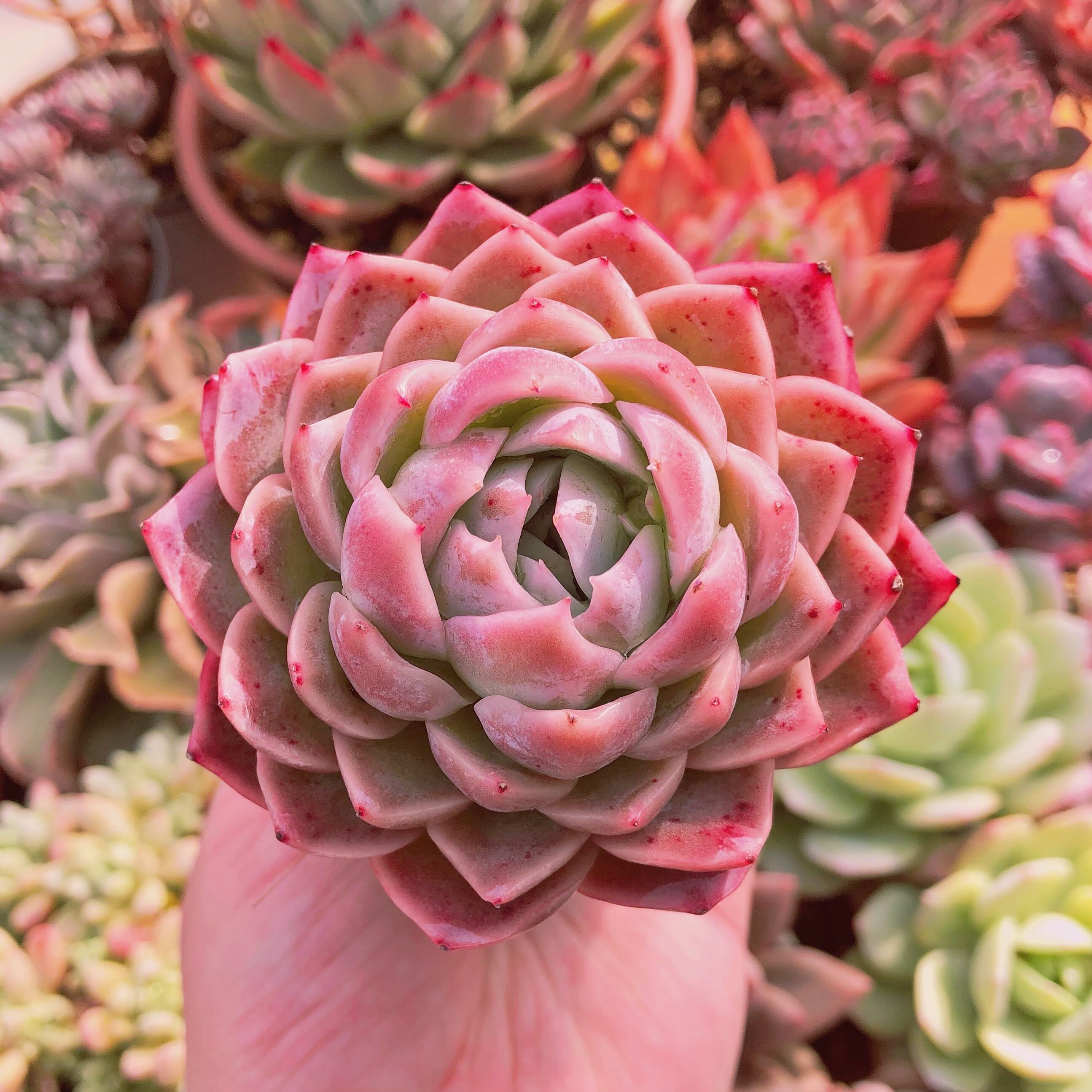 多肉植物　ピーチウーロン　大苗