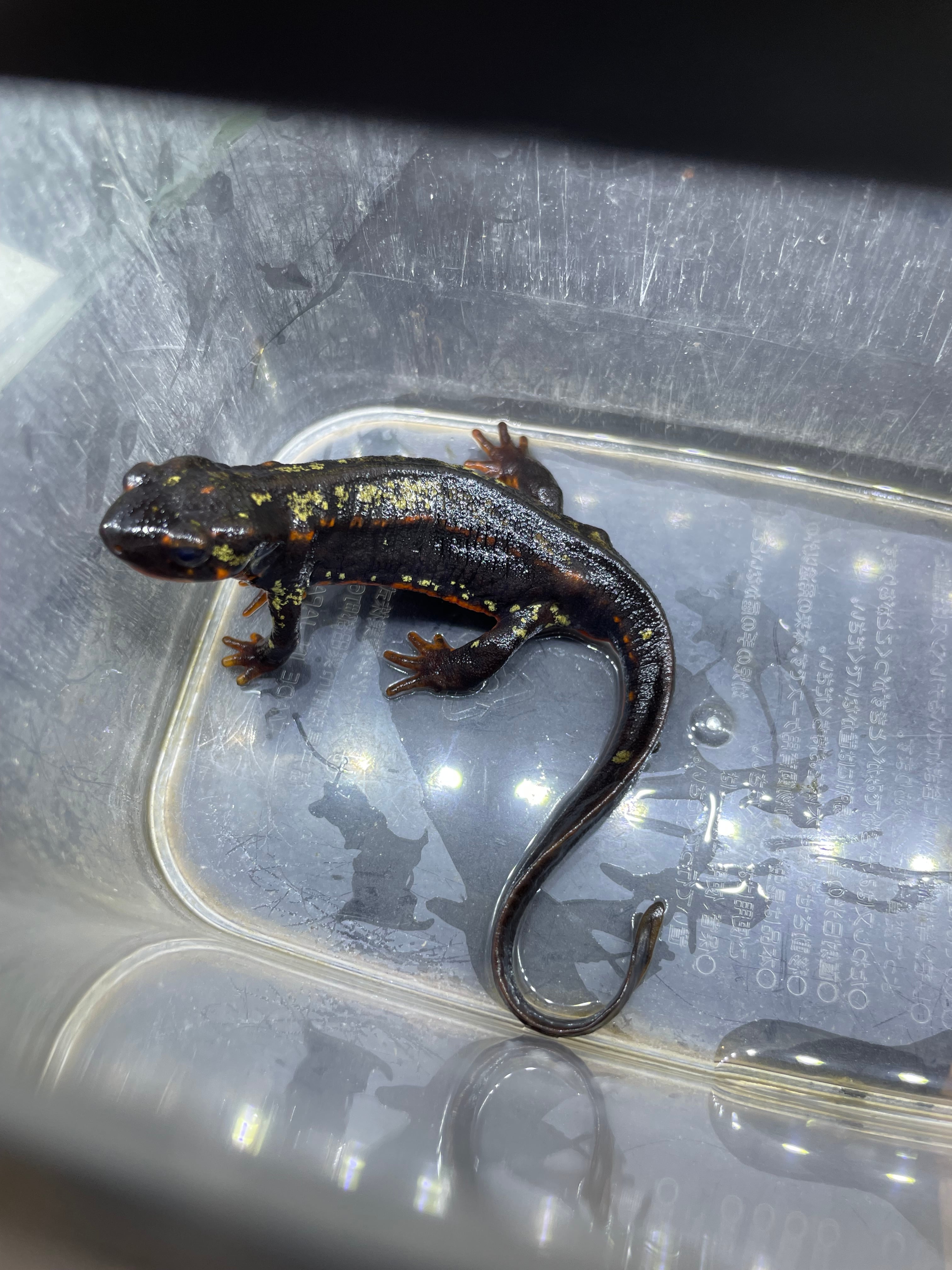 その他の生き物 | アクアショップ 青 その他の生き物 | アクアショップ 青
