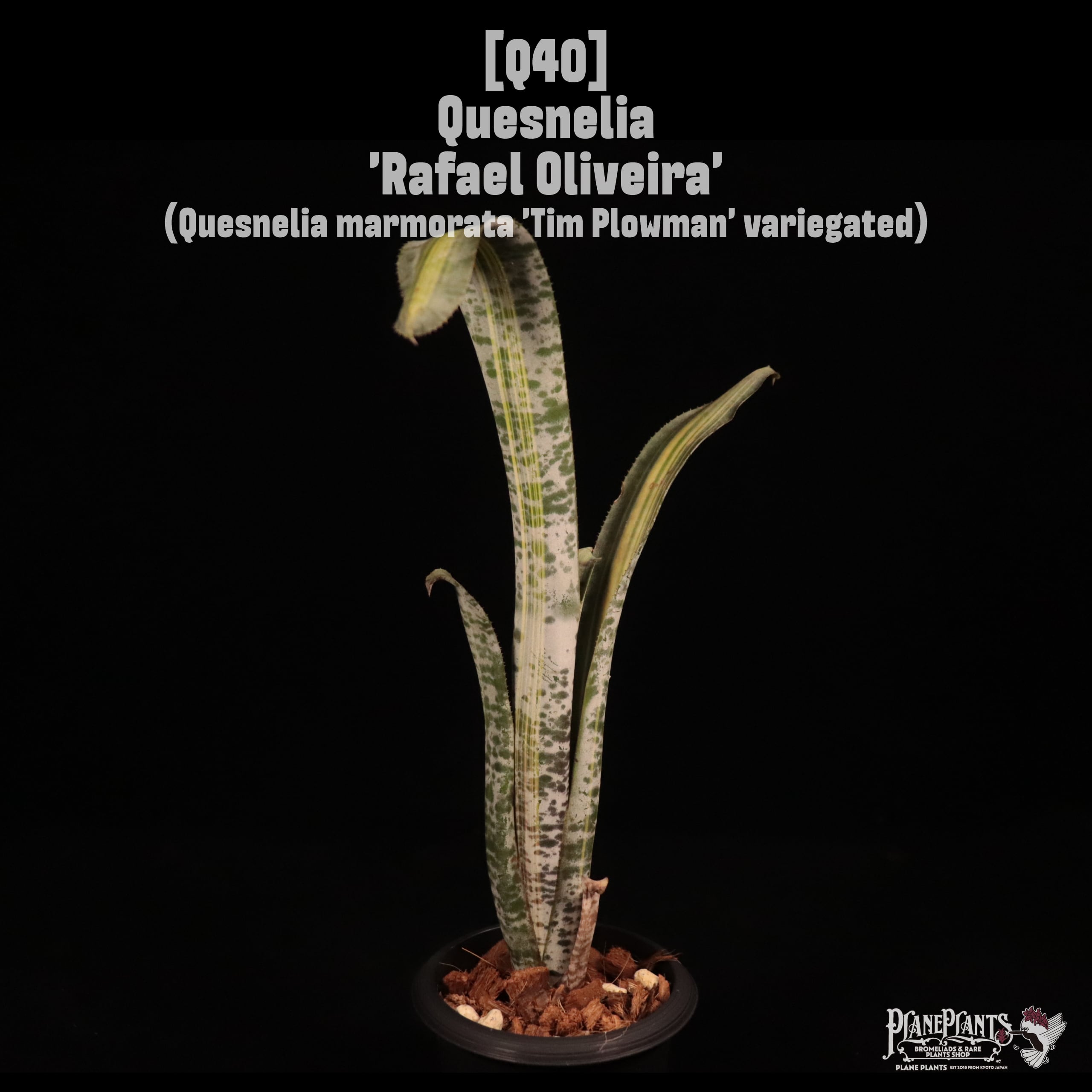Quesnelia ‘Rafael Oliveira’〔ケスネリア〕Q40