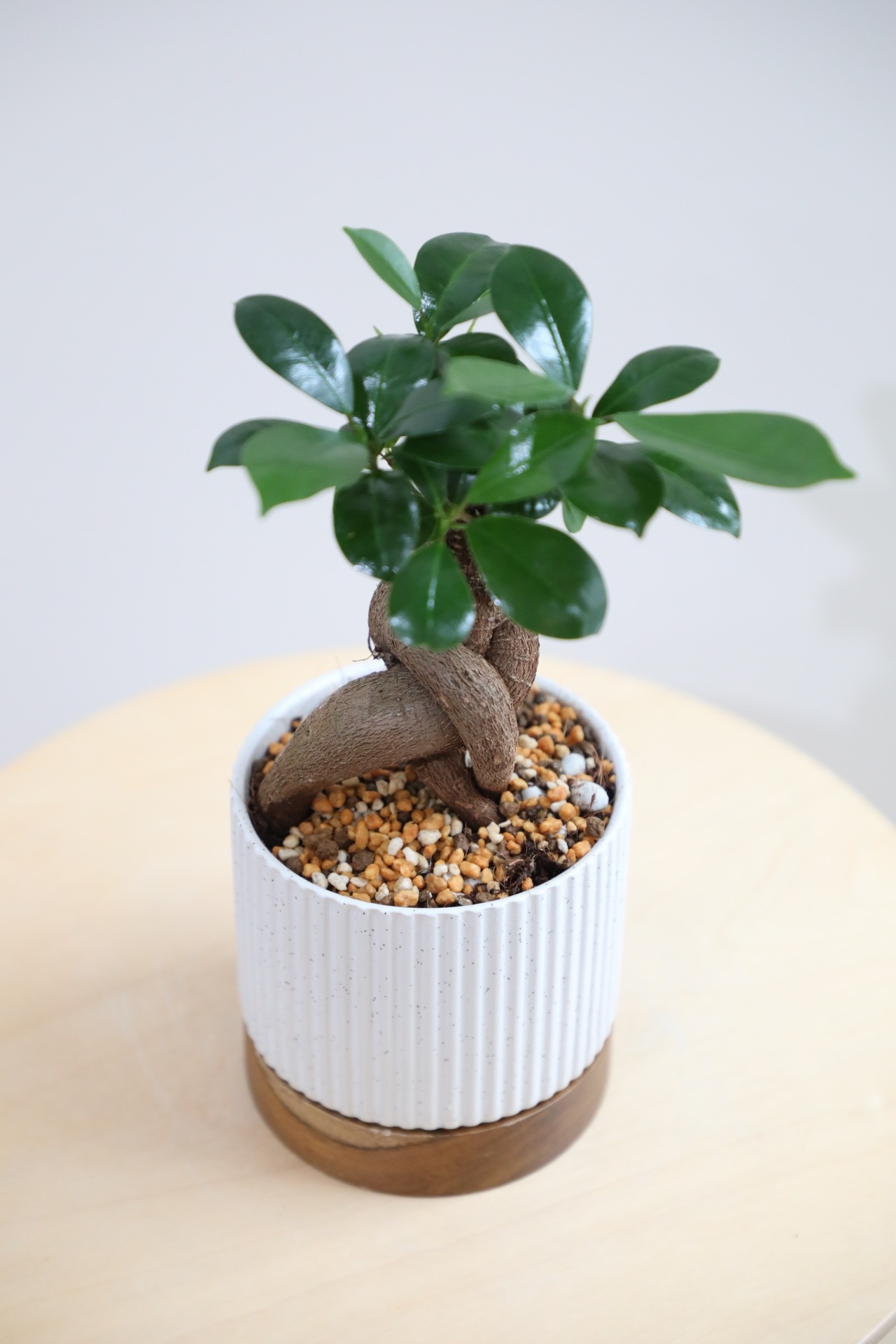 【S】ガジュマル/Ficus microcarpa