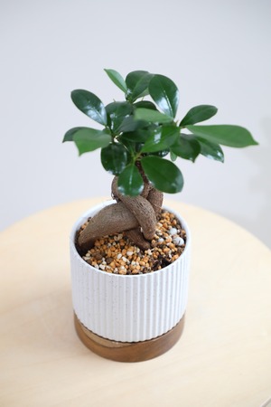 【S】ガジュマル/Ficus microcarpa
