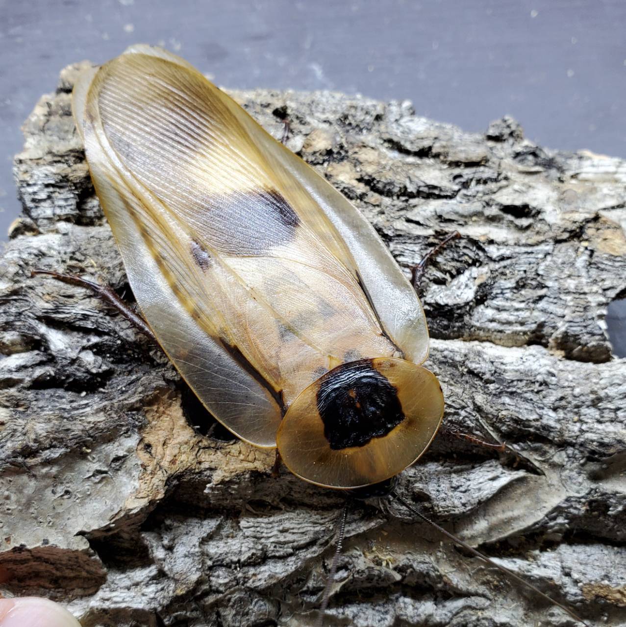 4mm】アカガネオオコブハムシ 赤銅色 コメツキムシ昆虫標本甲虫