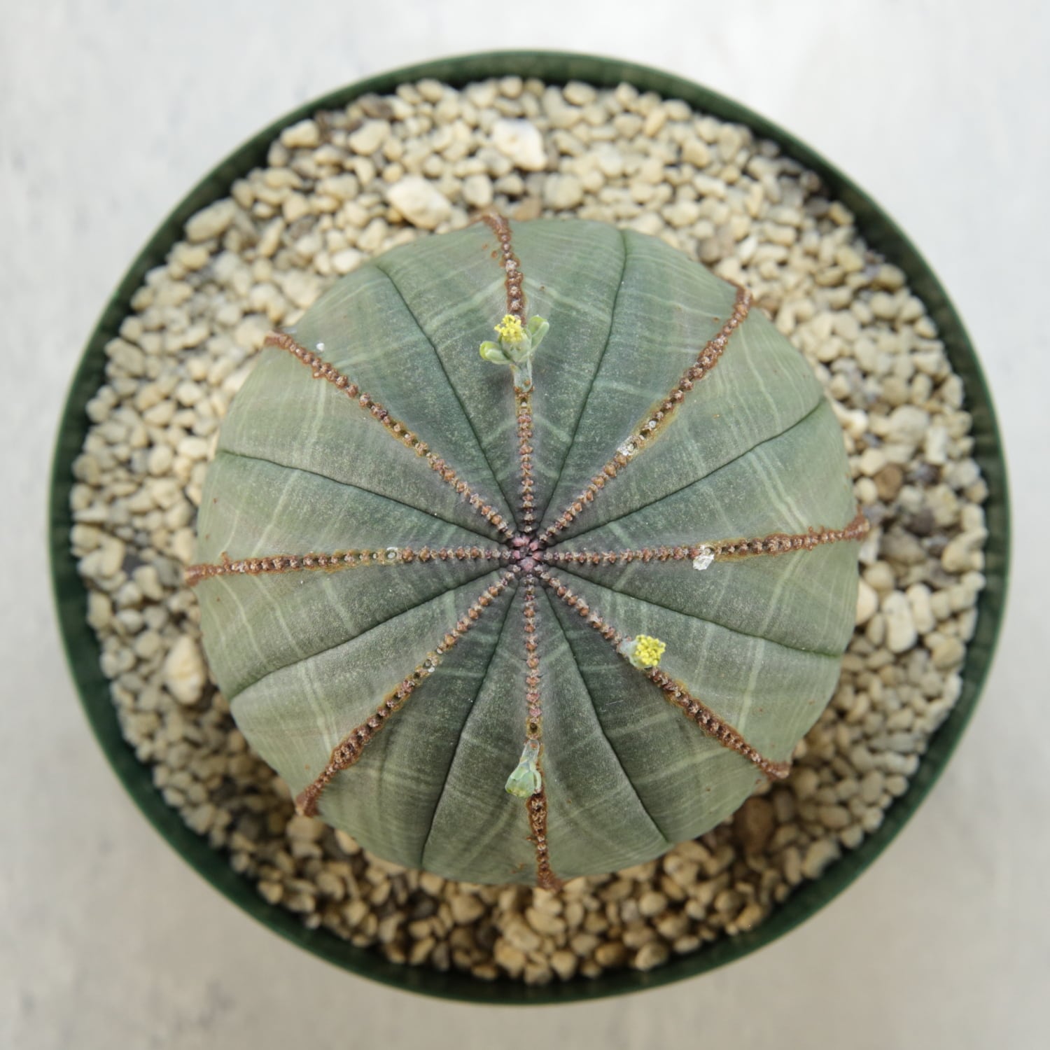 オス株 大株 7.7cm 美模様 まん丸 木質化 オベサ / 良型