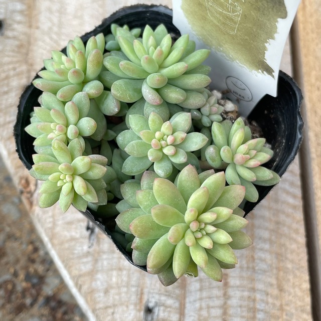 ピンクベリー Rupo 多肉植物専門店