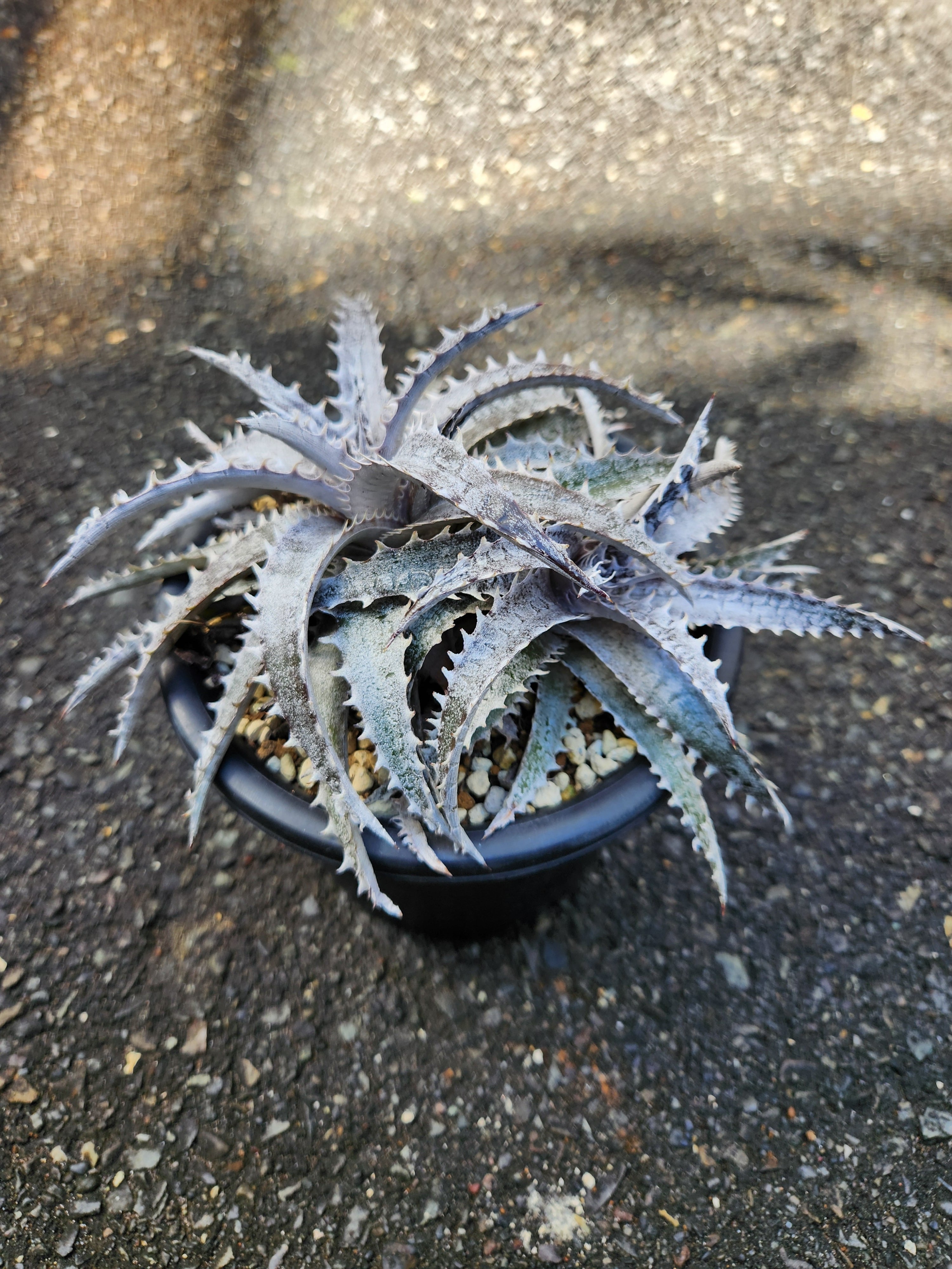 ディッキア・ブラックアイス Dyckia・Black Ice | フラワーショップあきの