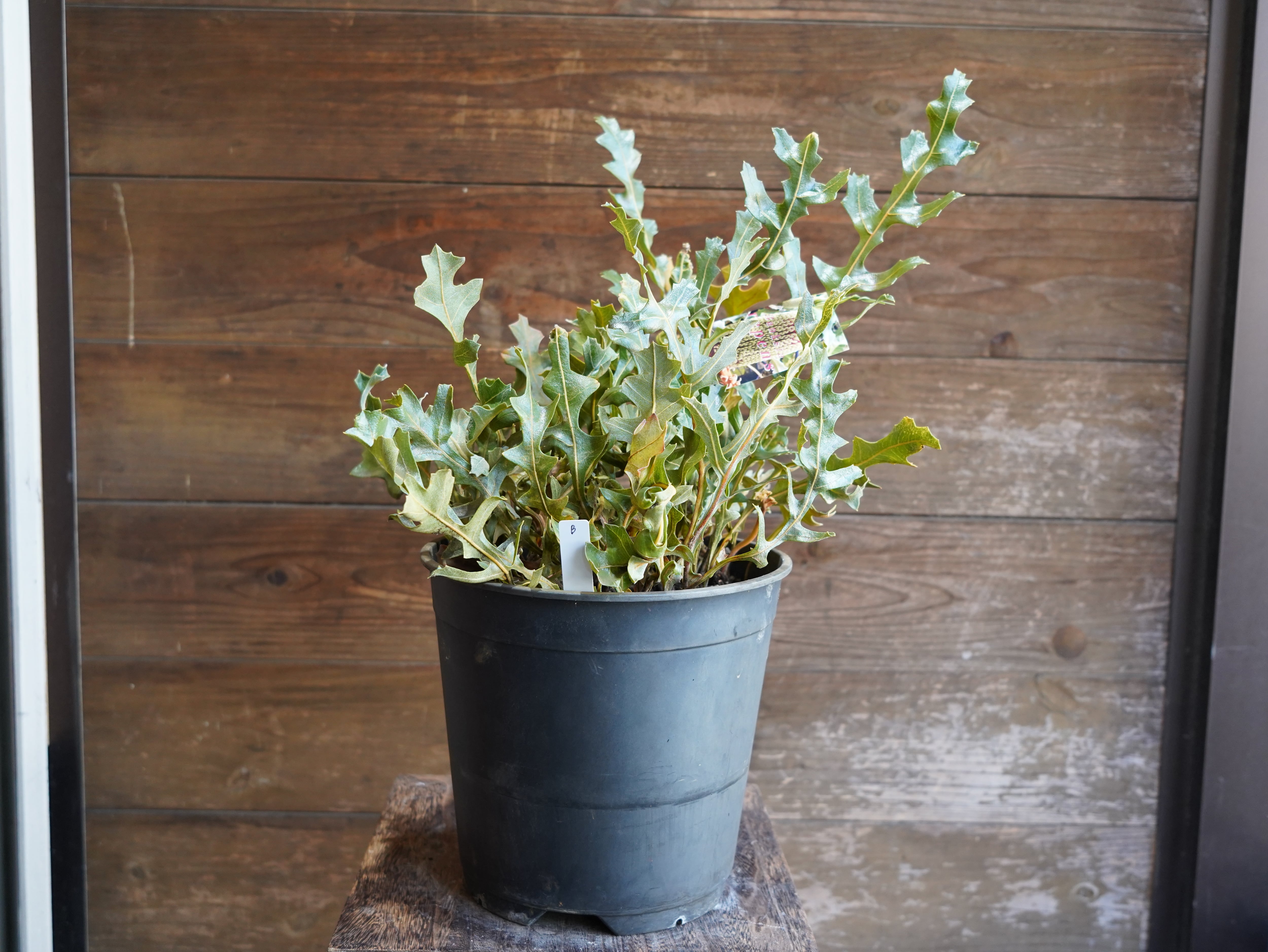 【現物】バンクシア　"レペンス"　B