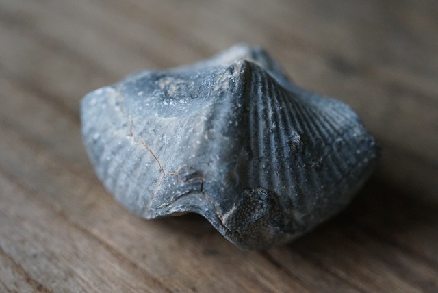 Spinocyrtia elburzensis 化石  ③