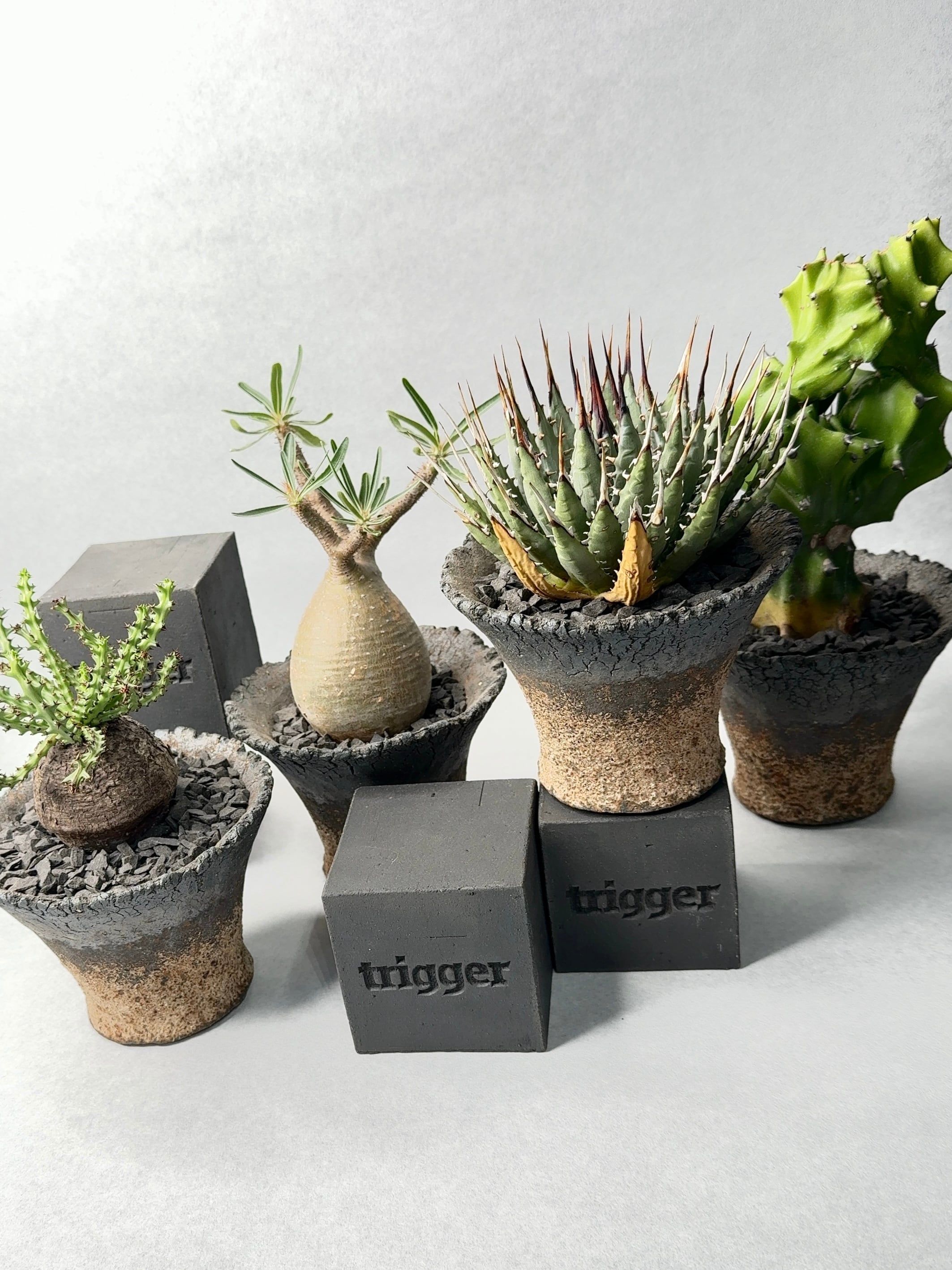 アガベ ユタエンシス アガベ ユタエンシス | hanayoshi-botanical