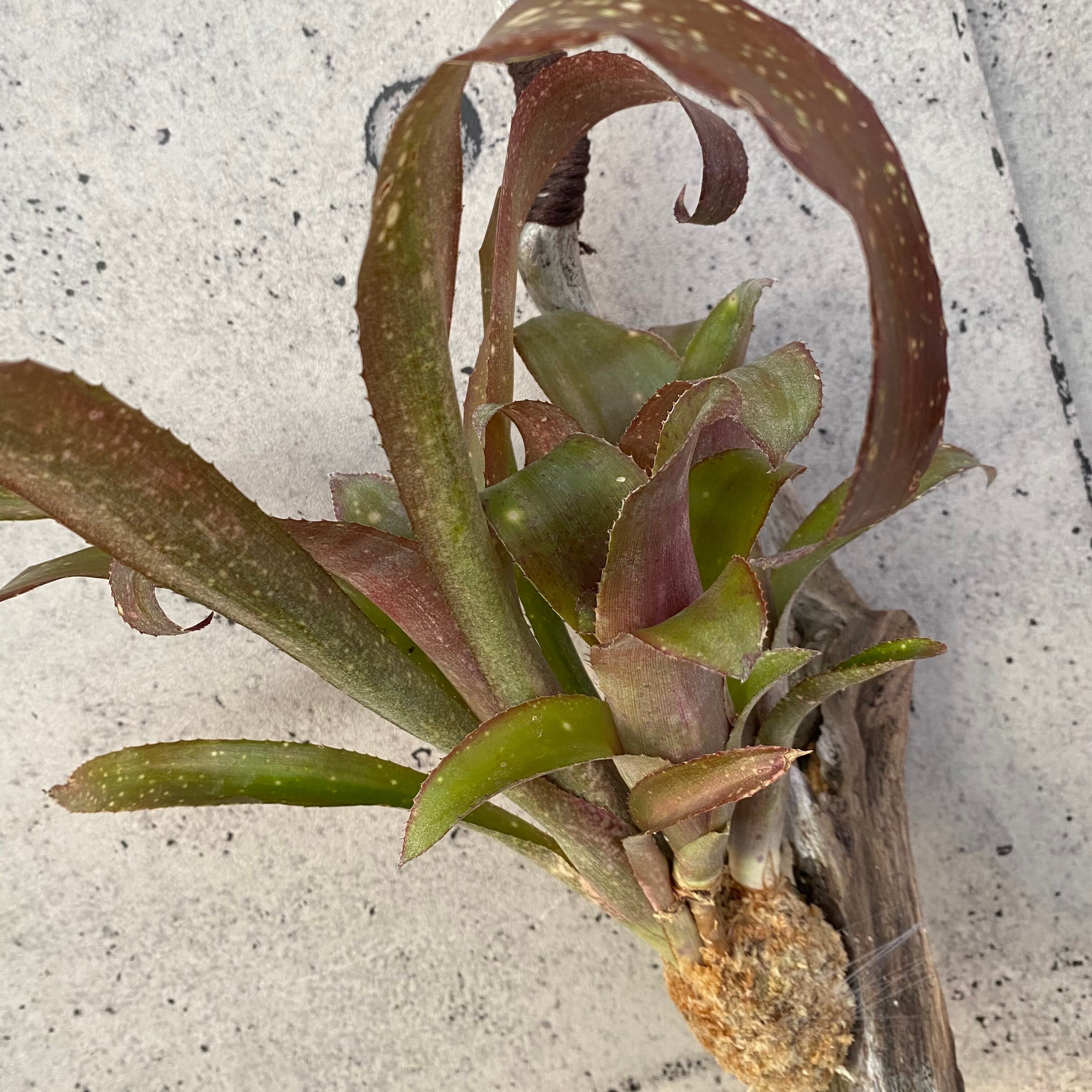 超レアです！ ホヘンベルギア sp. 白花 1株 | Planet Plants