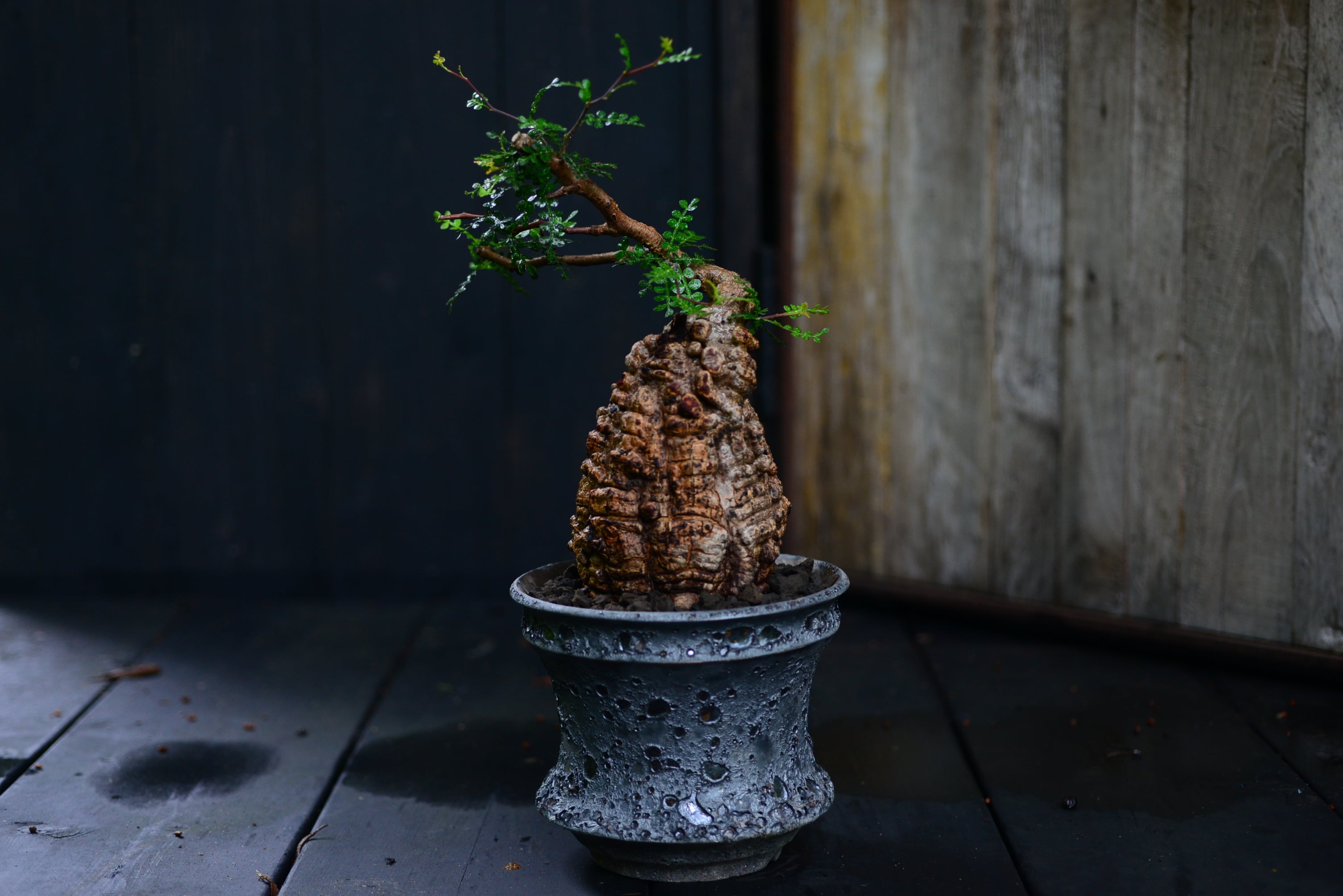 カタチ製作所 クレーター メデル 植木鉢 鉢 【公式通販】