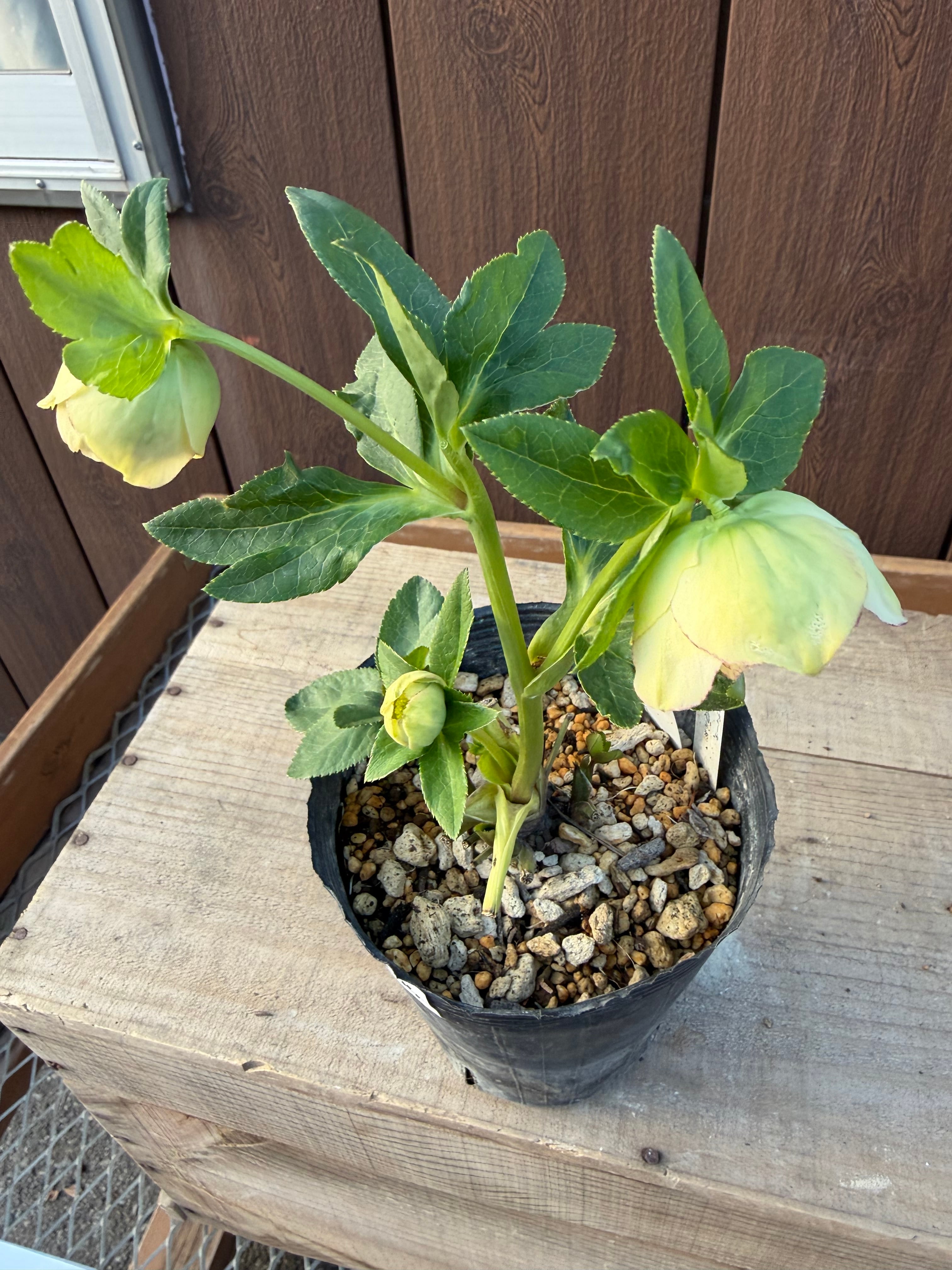 特Aアフロディーテ フル系交配 加藤農園 クリスマスローズ【Ka104