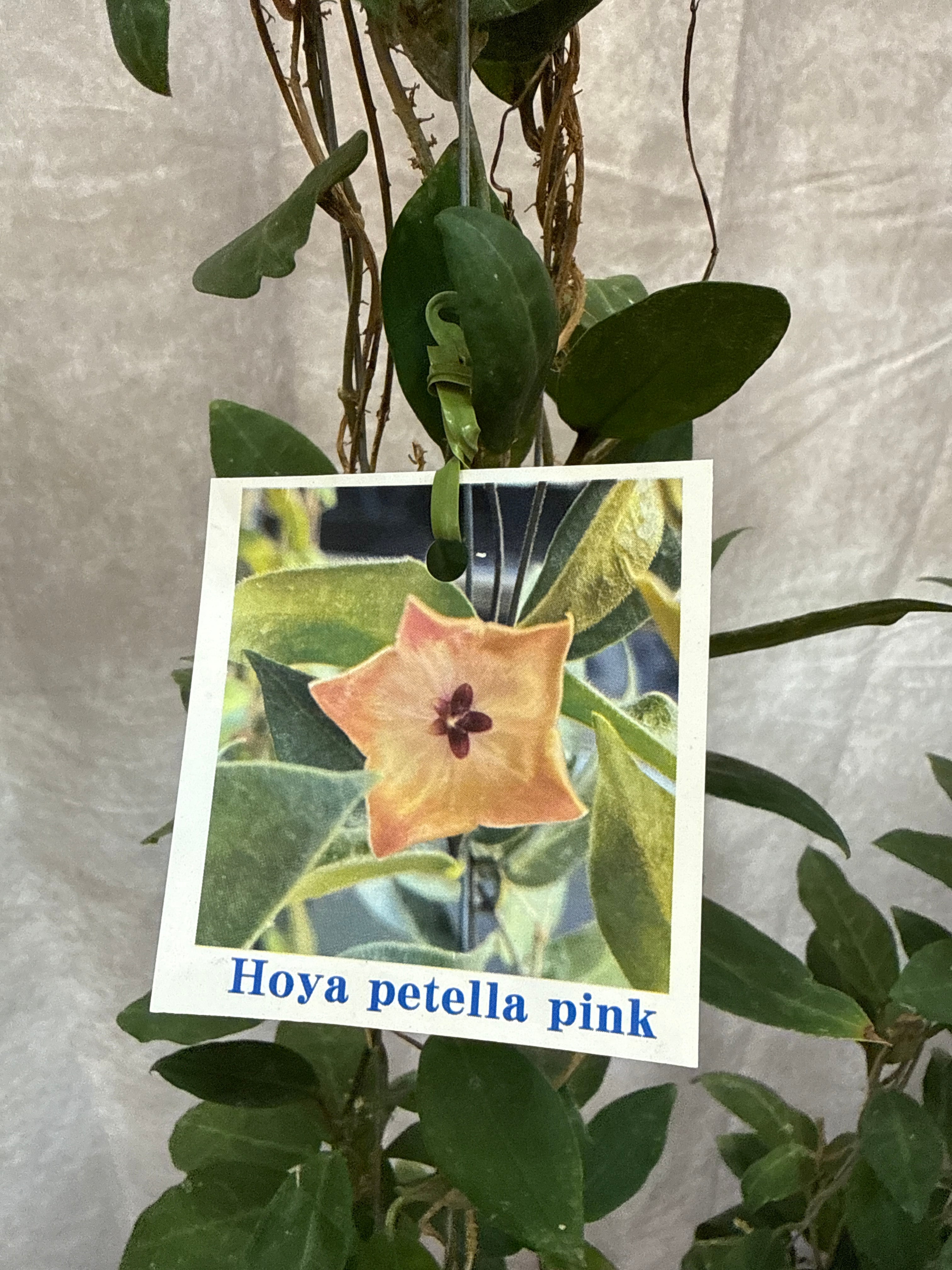 ホヤ ペテラ 'pink' | Gardenえん 【観葉熱帯植物】
