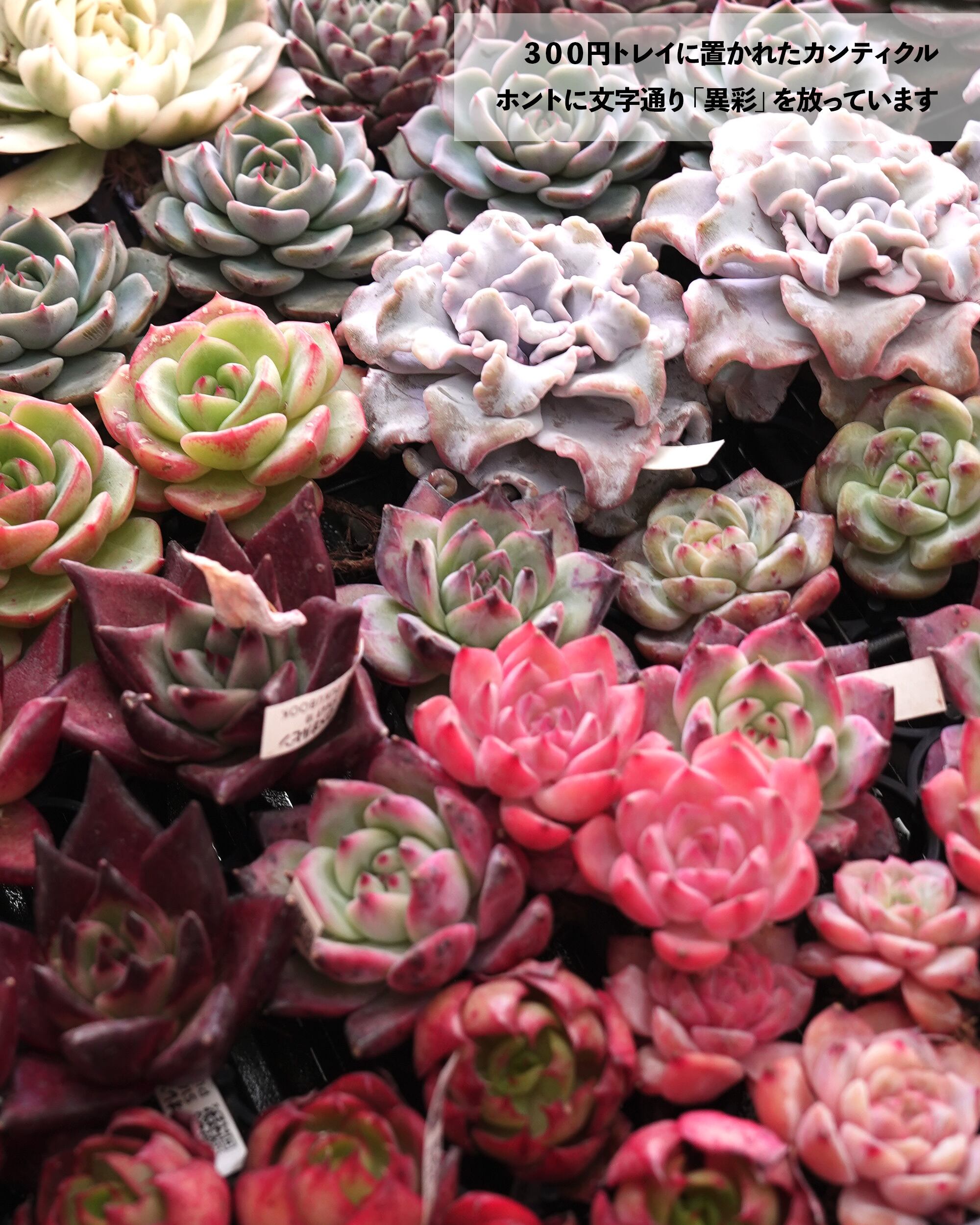 発根済カット苗 カンティクル Echeveria 'Canticle' | PUKUBOOK SUCCULENTS