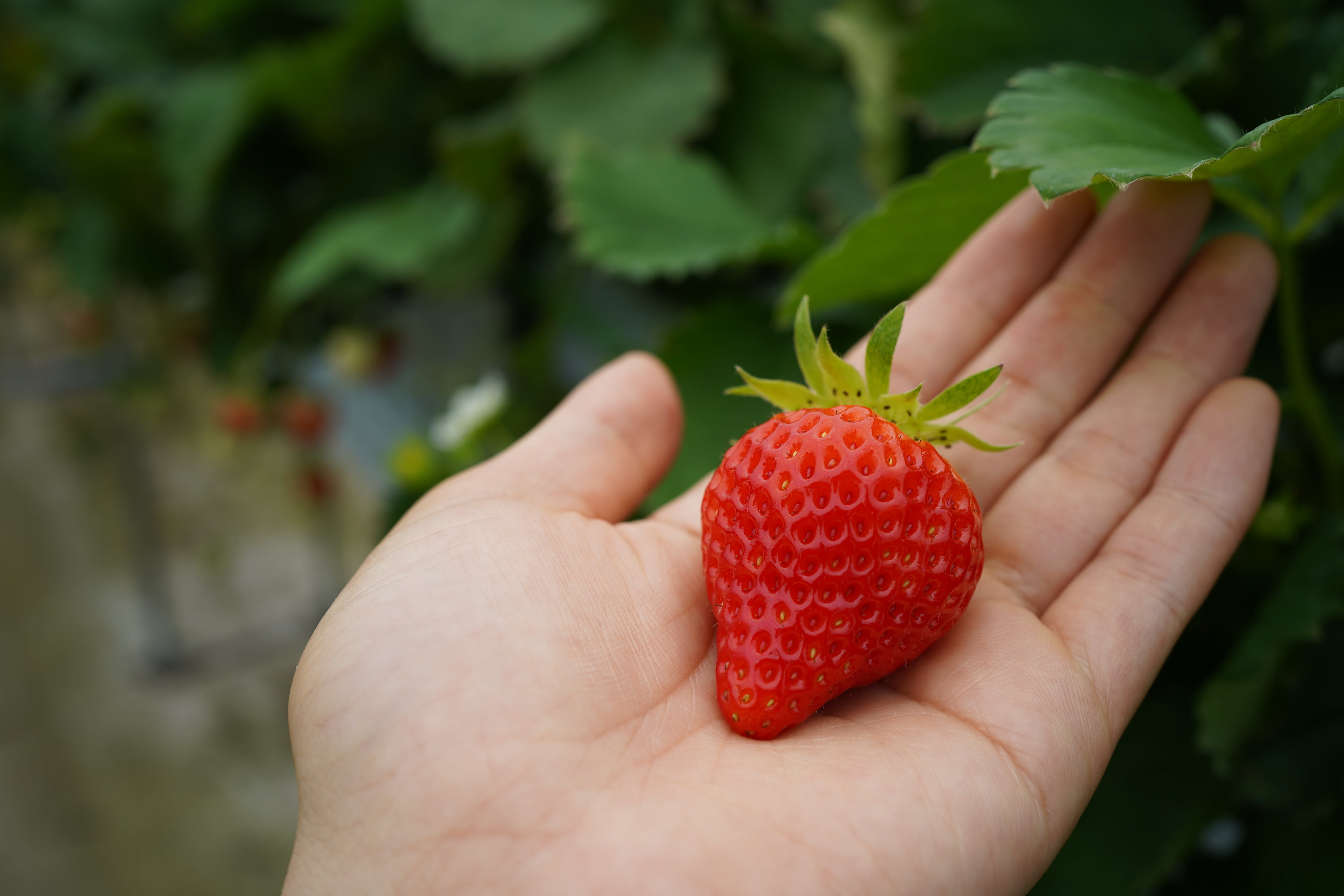 2箱セット】【Lサイズ】国産夏イチゴ | Japan Fruits