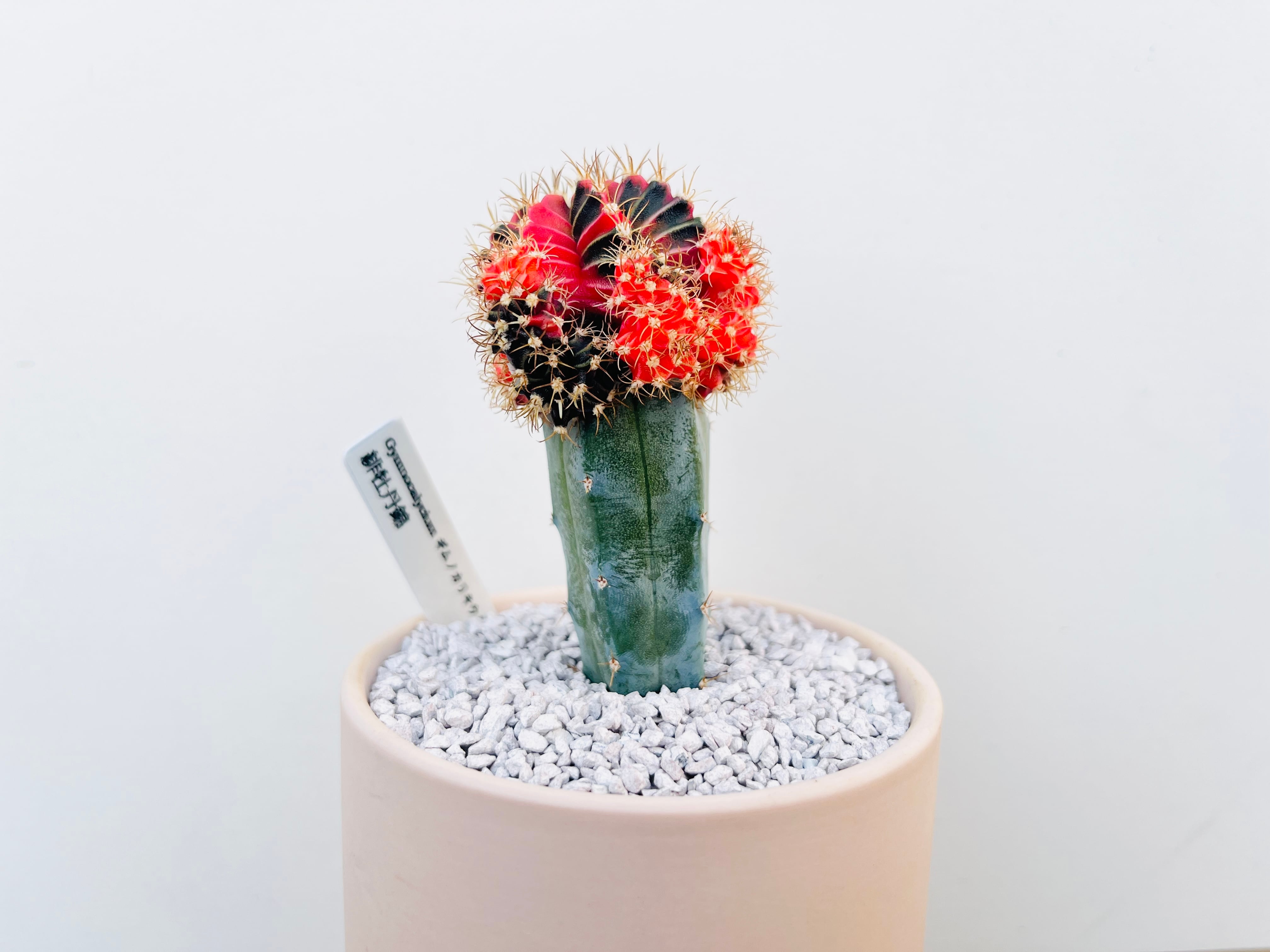 Gymnocalycium mihanovichii 緋牡丹錦 接木 サボテン | plants MARU