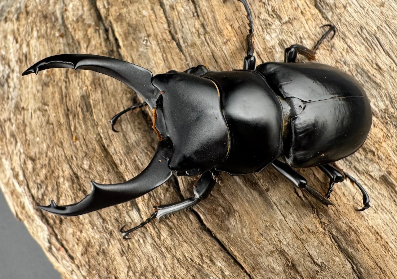 【WD】《ブラナウンコクワ  維西リス族産 58mm ペア》