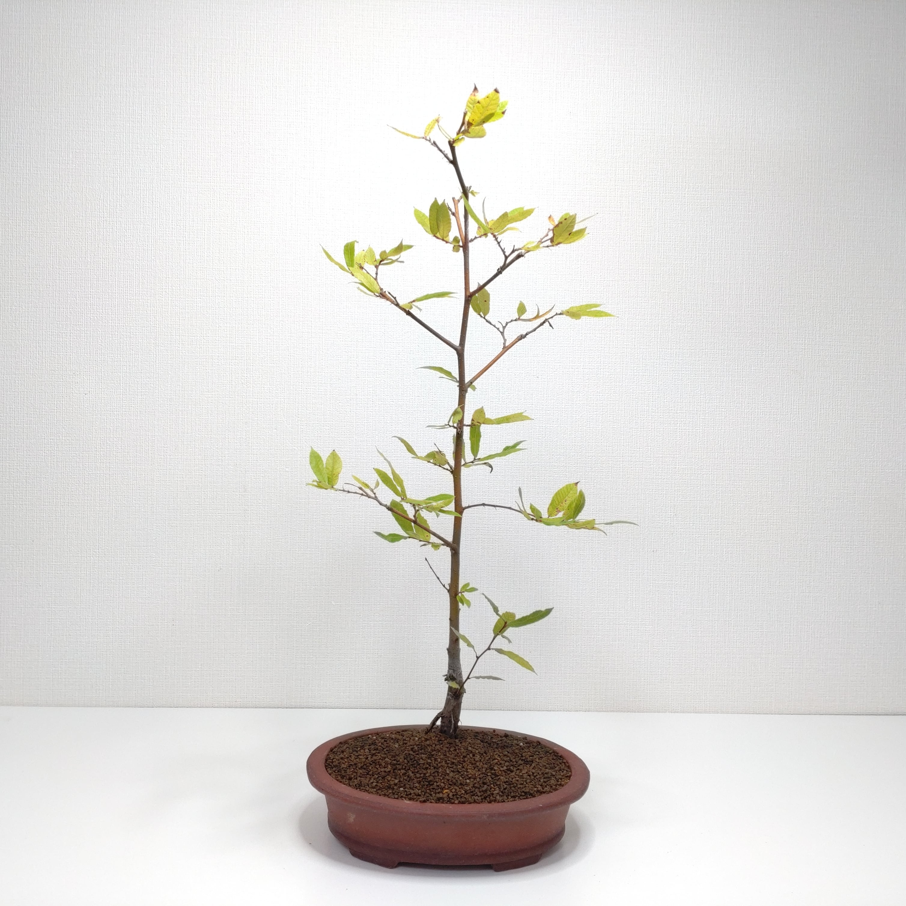 馬酔木（アセビ）盆栽 SS001 | 盆栽創【Bonsaisou】