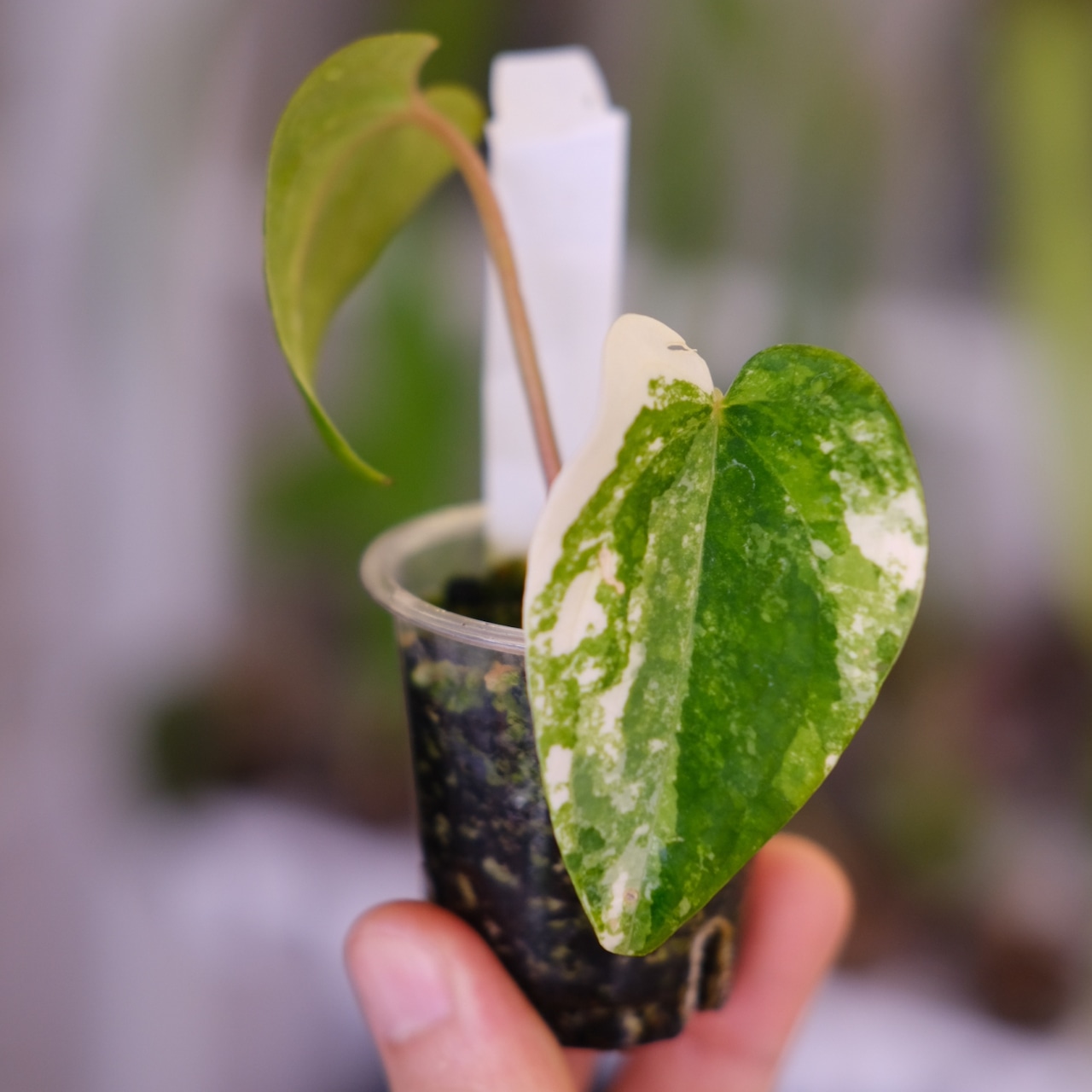 Anthurium (Papililaminum Variegated × Crystallinum Marble) × Anthurium Red Vein Dark Phoenix②│観葉植物