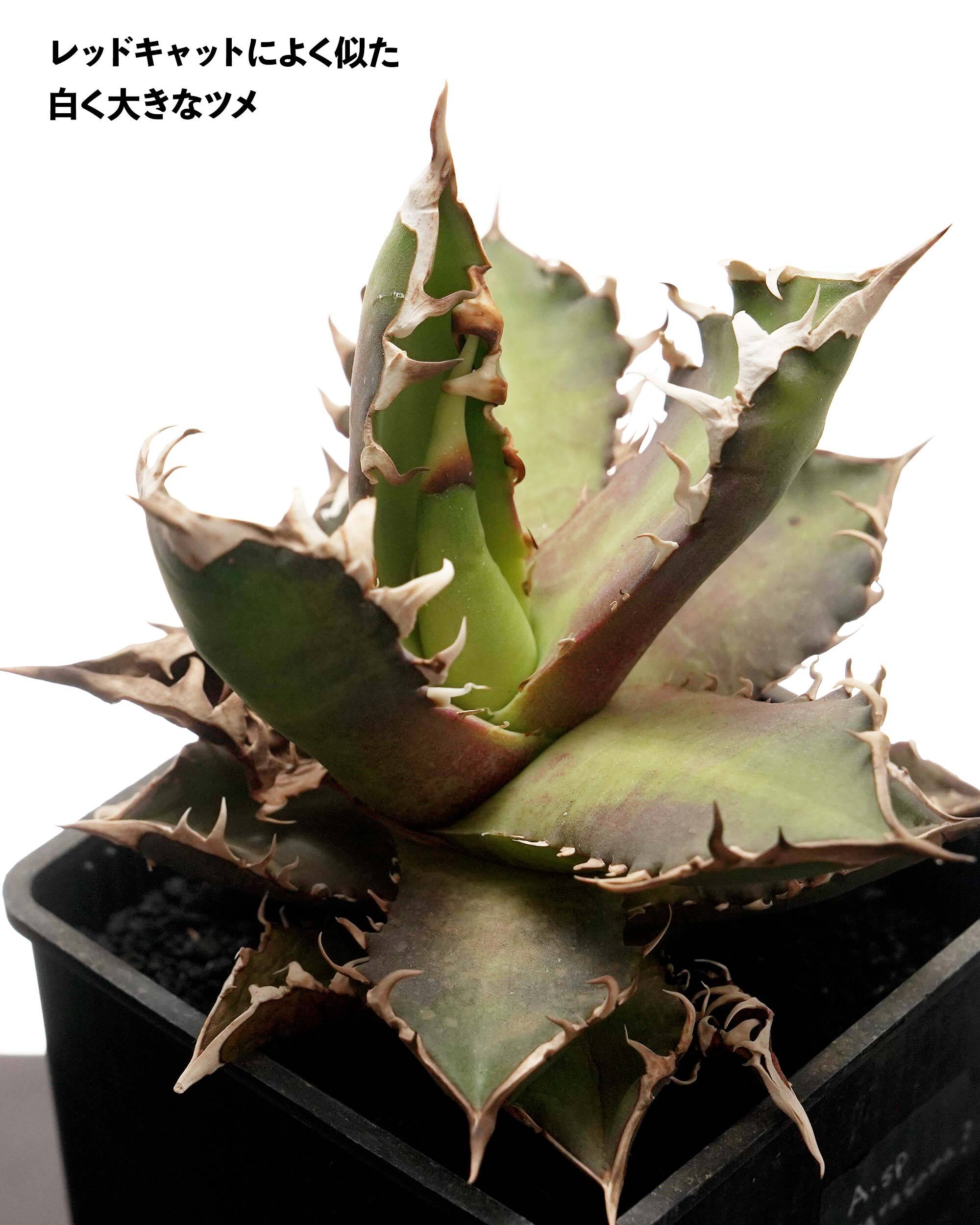 NEW YEAR 2026円 ガチャ！ 力作アガベノーネーム 1種 ＋ ラストワン賞