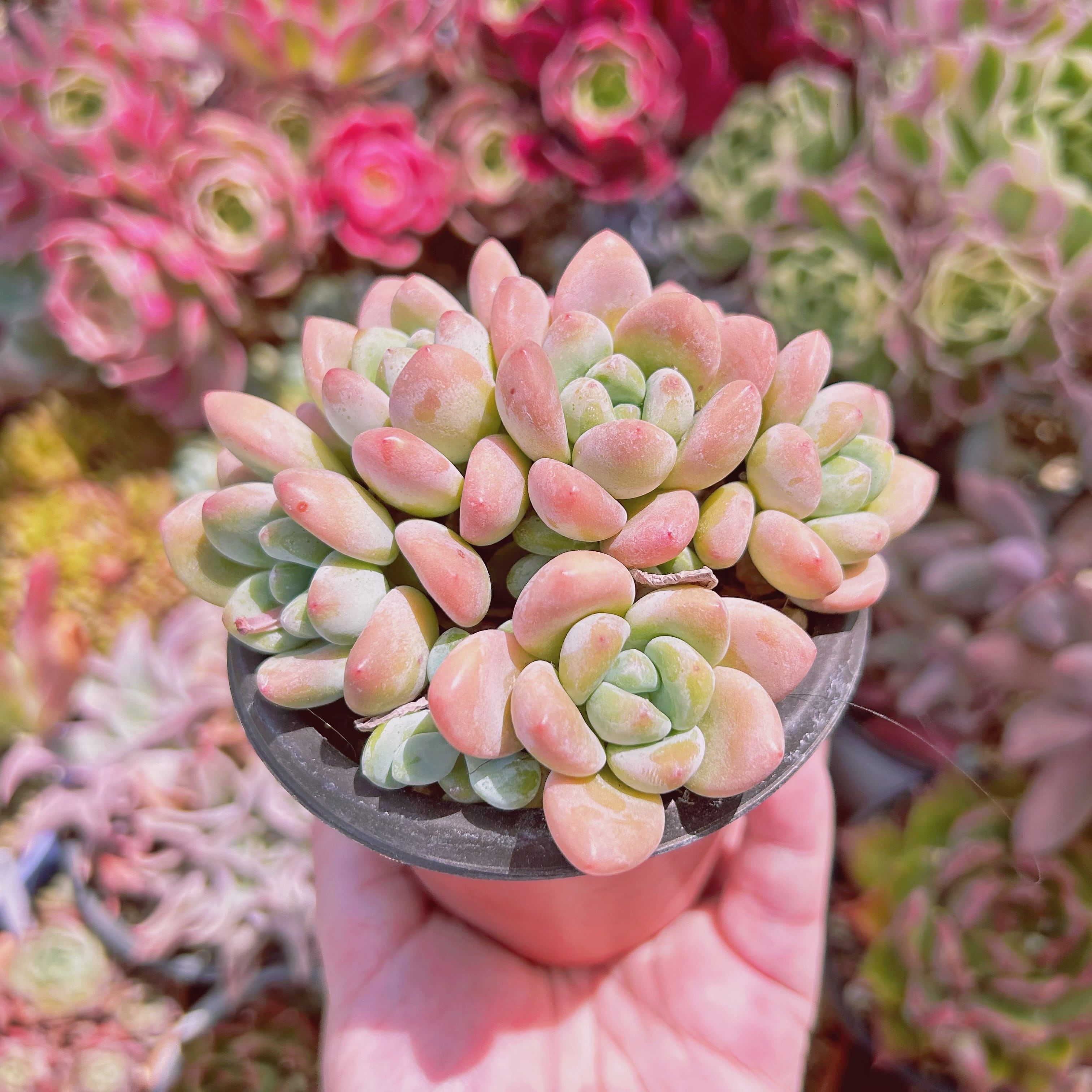 特A品】オリーブ チプレッシーノ Lサイズ 観葉植物 calm cafe 特A品