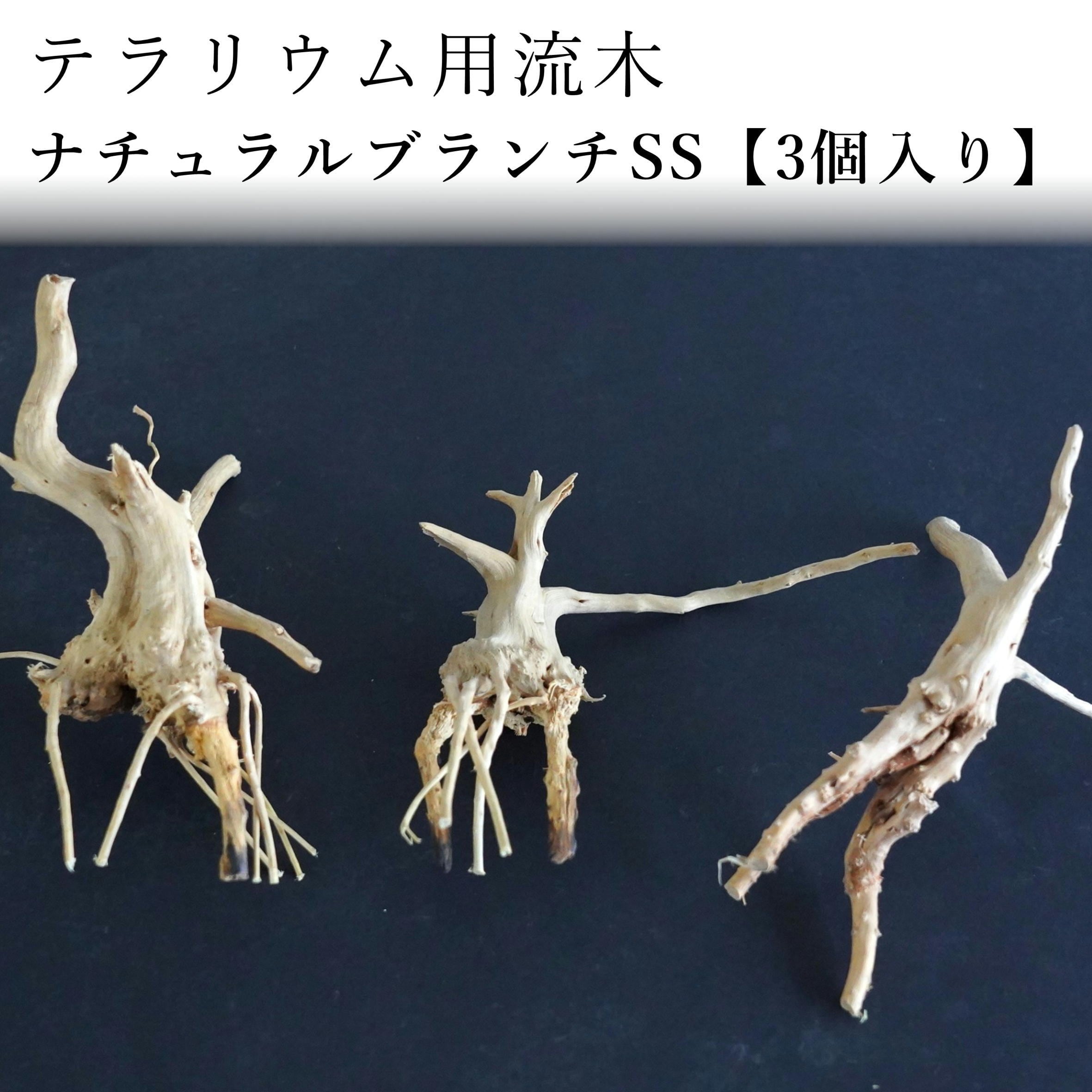 テラリウム用流木ナチュラルブランチ【SSサイズ3個入り】◇形状