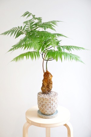 【M】金毛狗-キンモウコウ-/Golden chicken fern