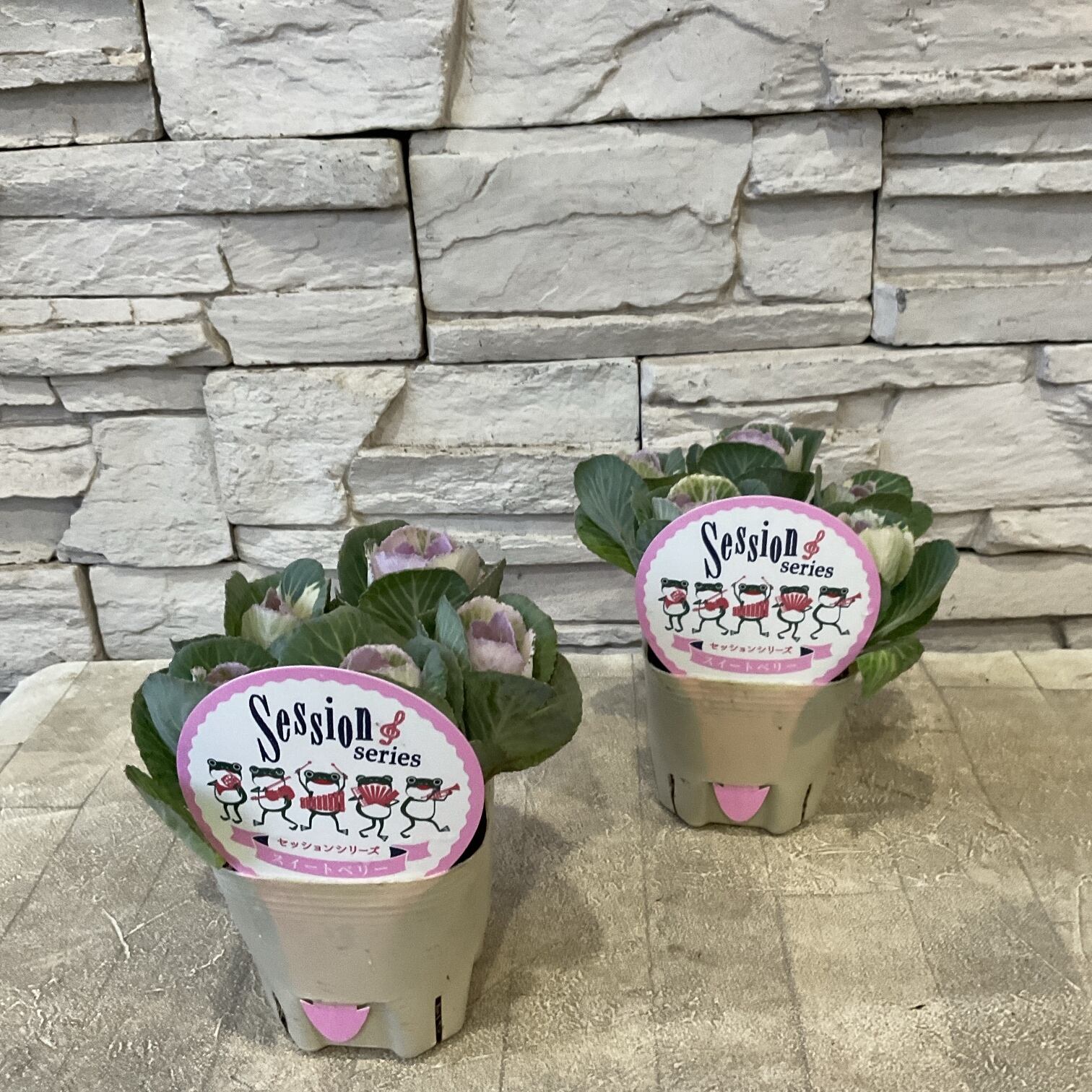 リューカデンドロン コニカムイエロー 5寸鉢 | 橋本種苗園