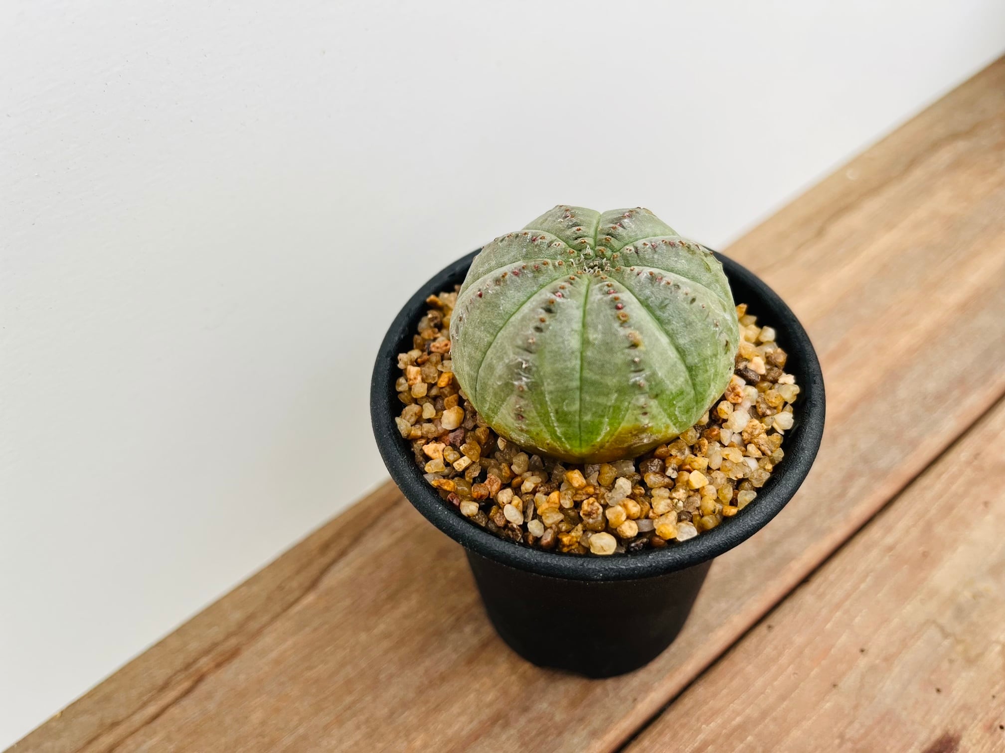 Euphorbia Obesa ユーフォルビア・オベサ 多肉植物 | plants MARU ー 多肉植物・サボテン・園芸グッズのお店 ー  powered by BASE