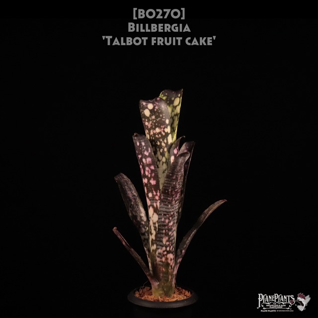 【reserved】Billbergia 'Talbot Lens Gem'〔ビルベルギア〕現品発送B0294
