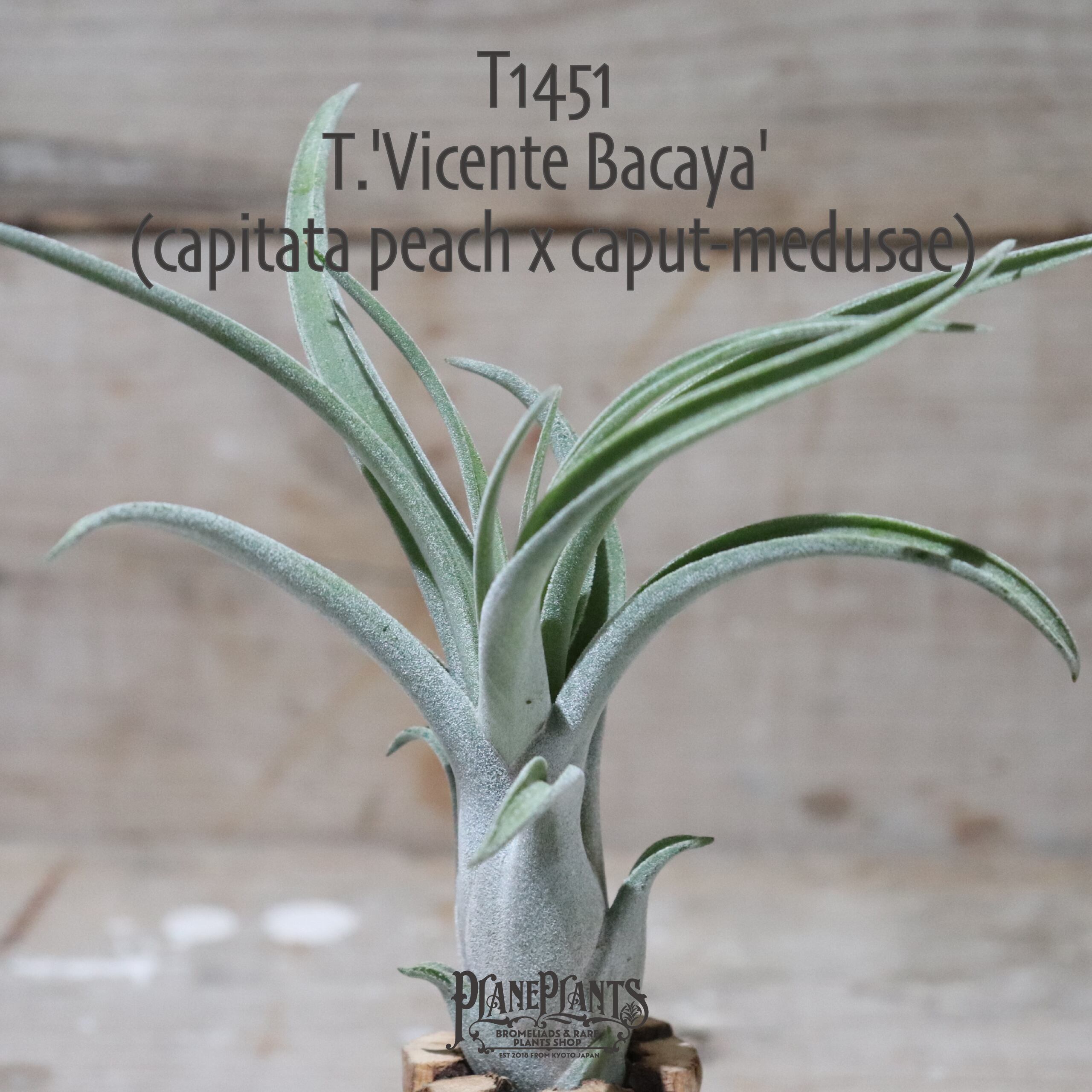 送料無料】'Vicente Bacaya'〔エアプランツ〕現品発送T1451 | plane plants