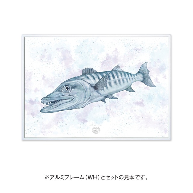 【海のいきものアートポスター／魚】バラクーダ