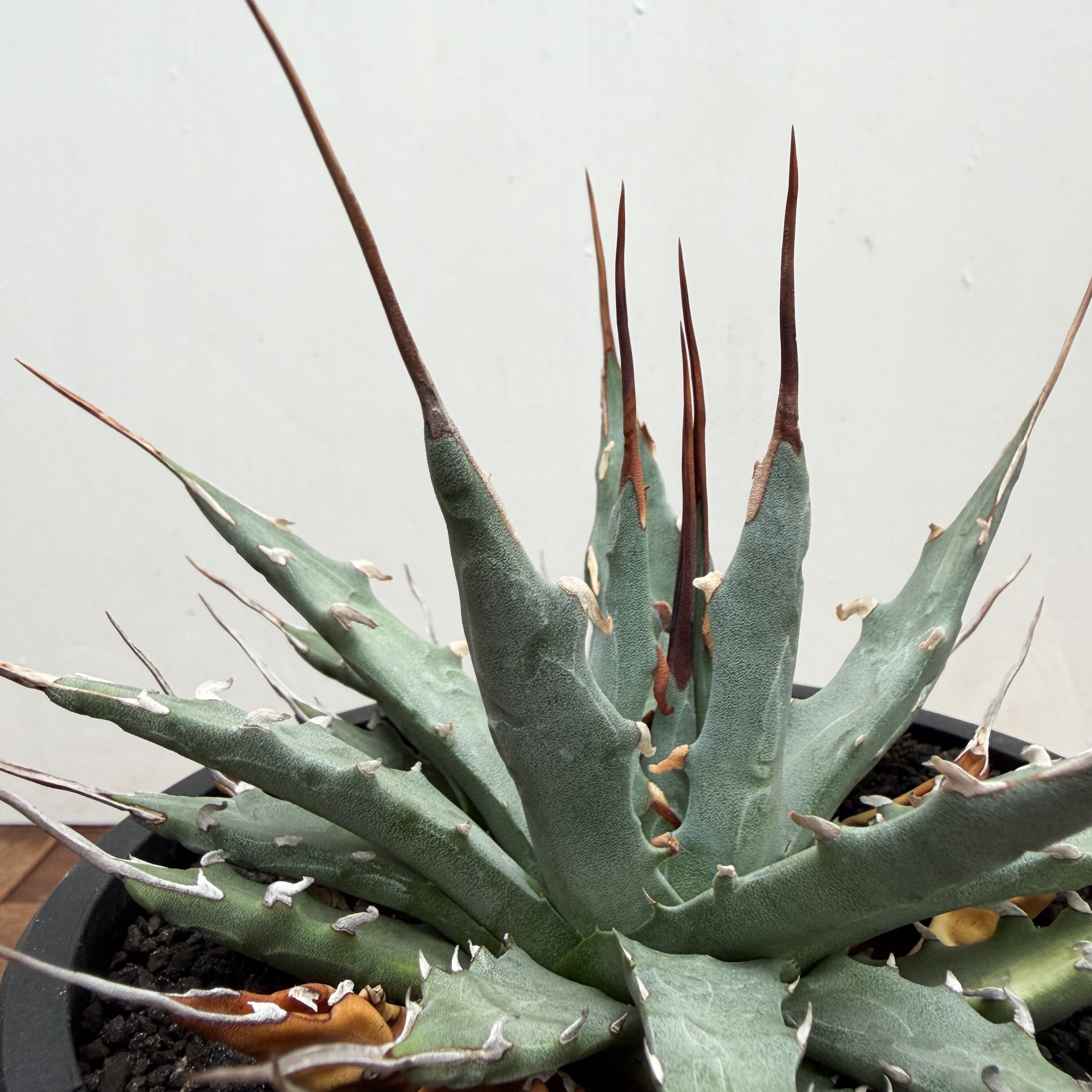 Agave nigra “Shark Skin”【アガベ・ニグラ・シャークスキン