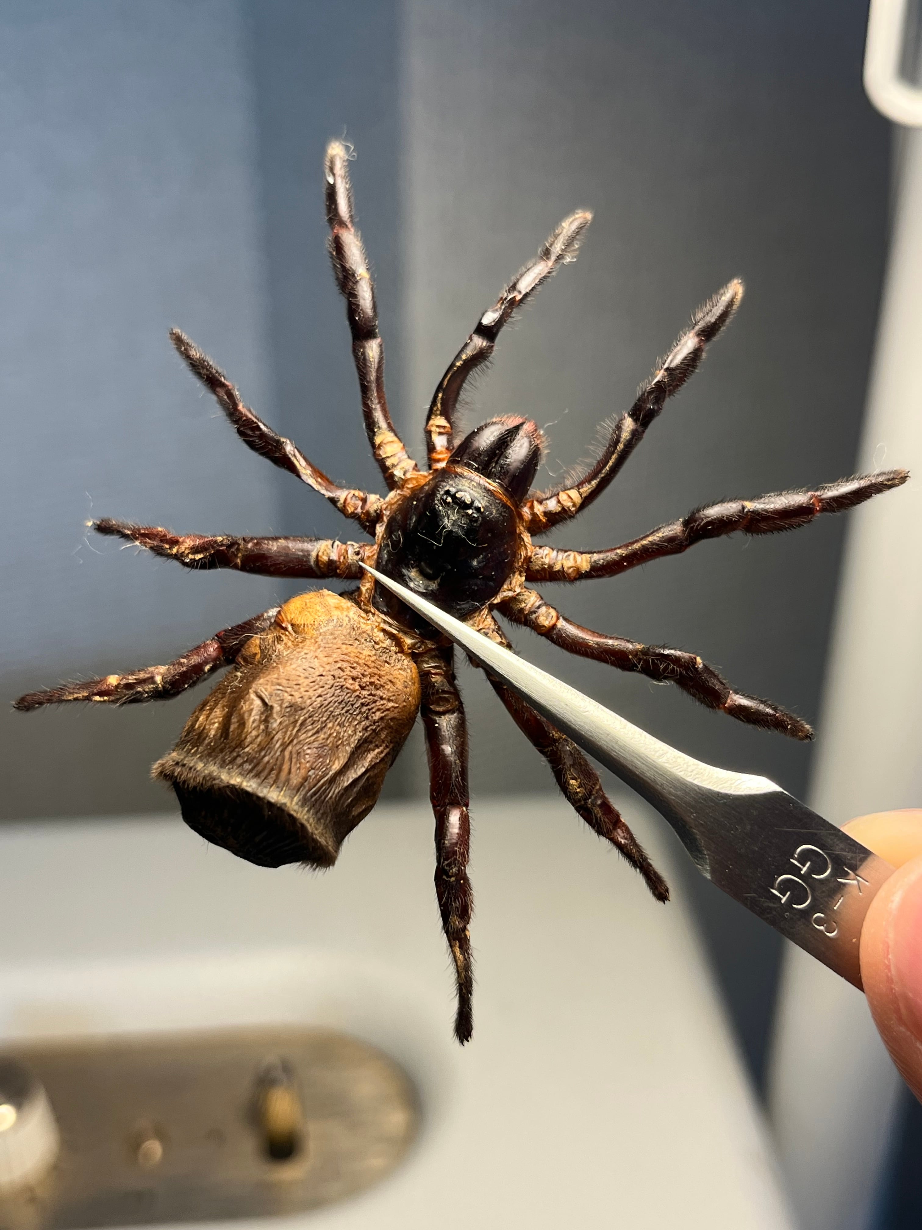 アグリアスクラウディナサルダナパルス♂ ミイロタテハ 蝶標本 甲虫 極美PINK】アグリアスクラウディナサルダナパルス♂ ミイロタテハ 蝶