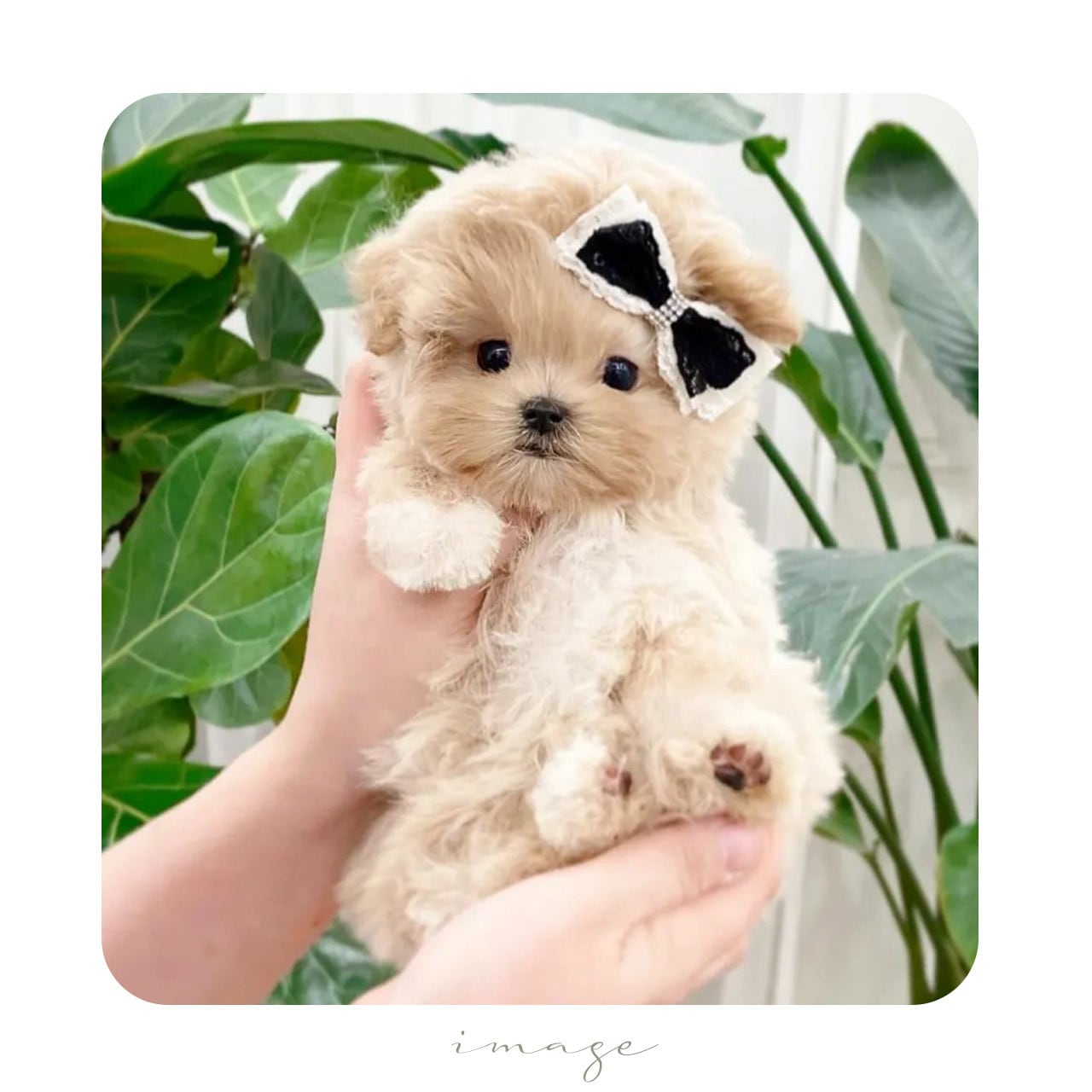 I love it＊pretty プリティ＿リボン＊it-no01（犬リボン ピン 犬用