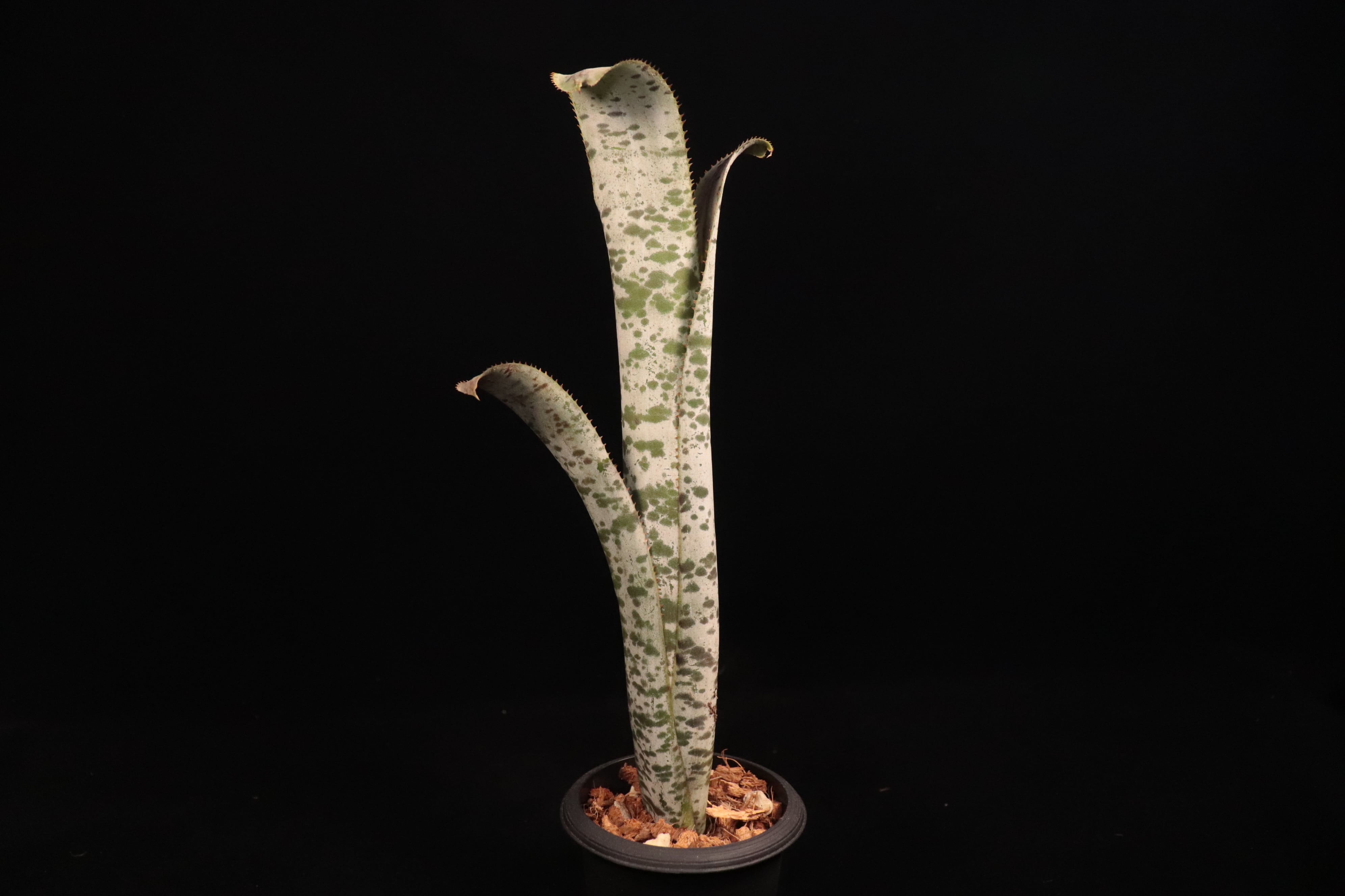 Quesnelia 'Tim Plowman'〔ケスネリア〕Q35 | plane plants