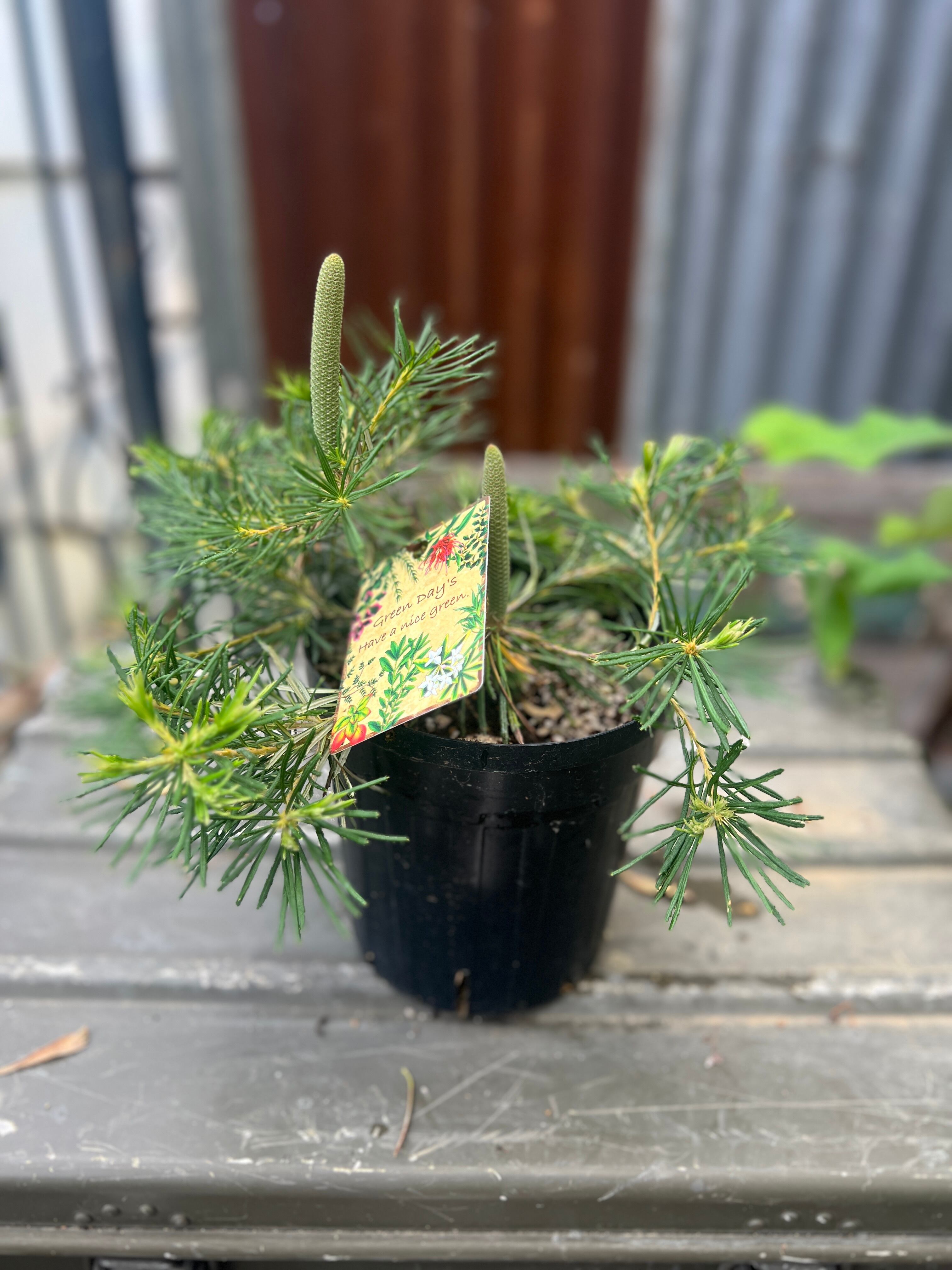 プロテア スサラ(3F)② | 沼ノ上農園