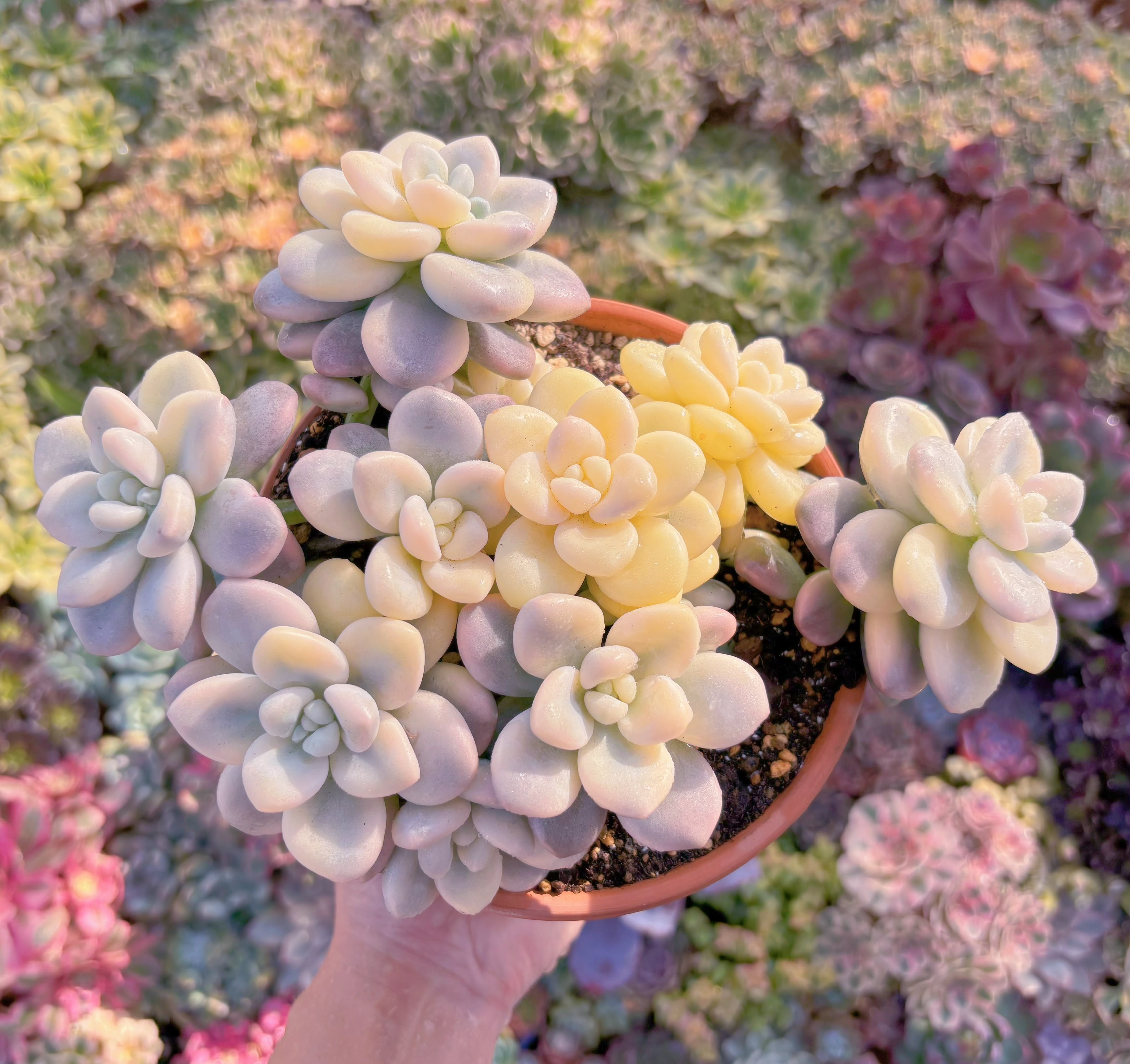 現品　マカロン錦#K021　極上株　22cm特大群生　在庫僅少　るる農園