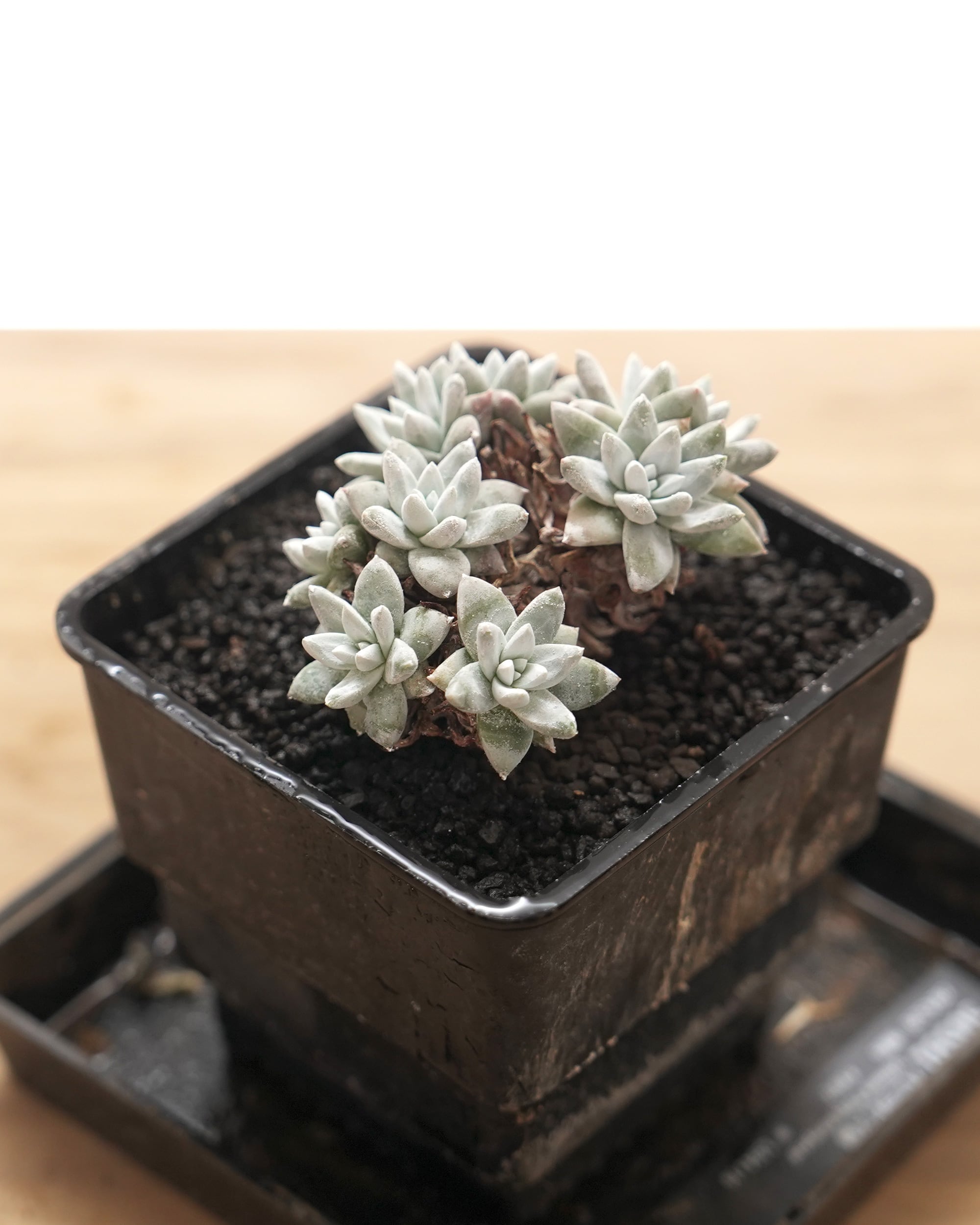 NEW RELEASE | PUKUBOOK SUCCULENTS