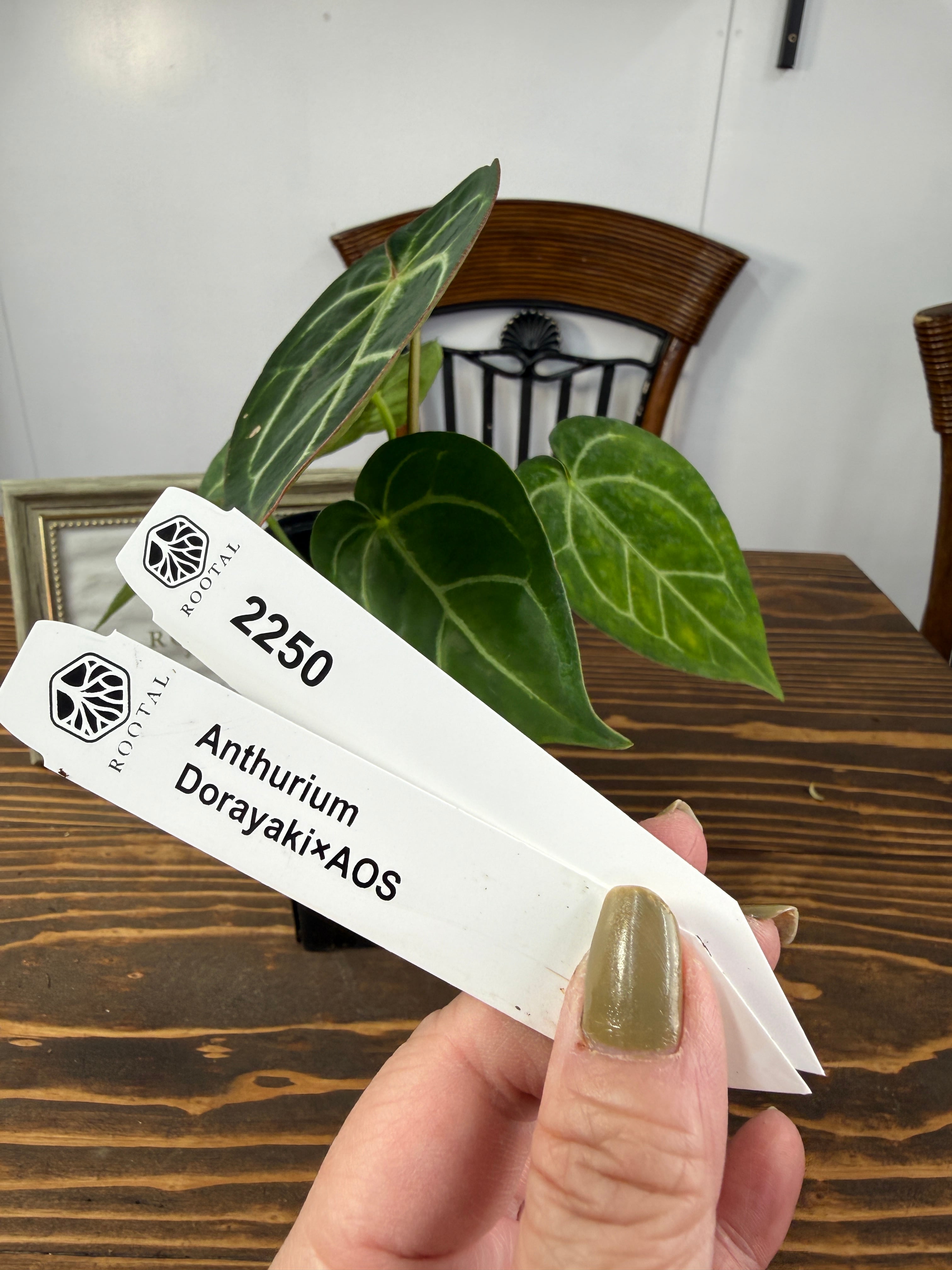 アンスリウム | ROOTALPLANTS