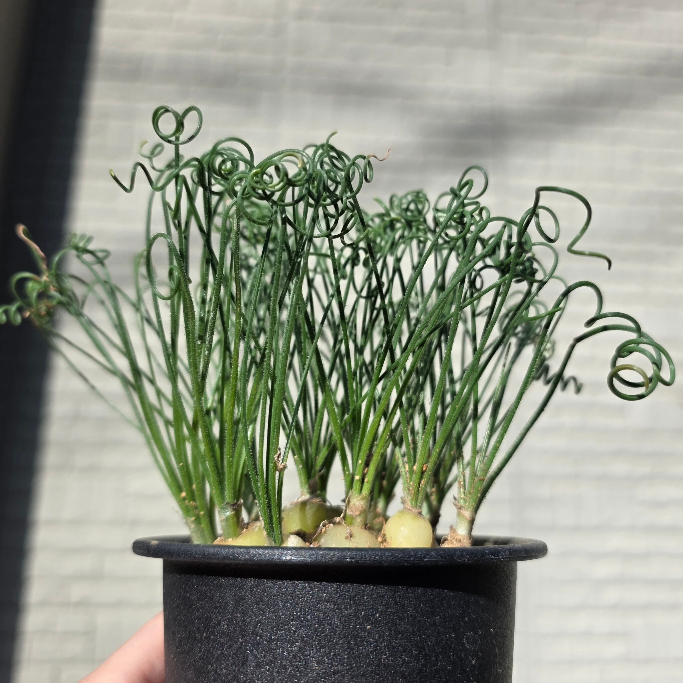 観葉植物 | HAPPAX